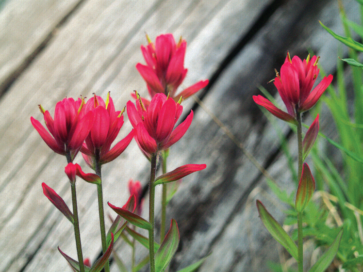 Pink Flowers