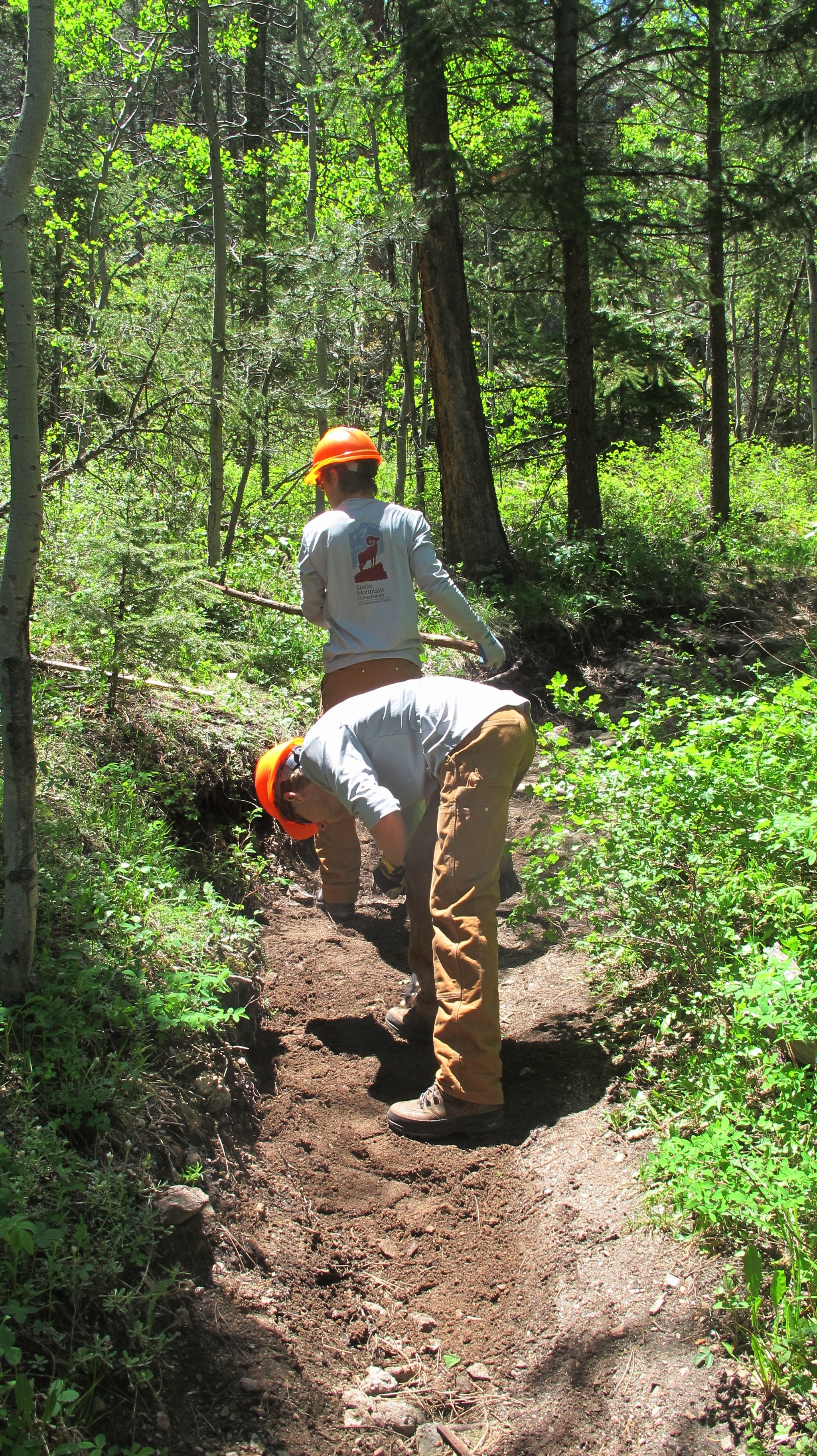 Two worker investigating and rebuilding a forest trail