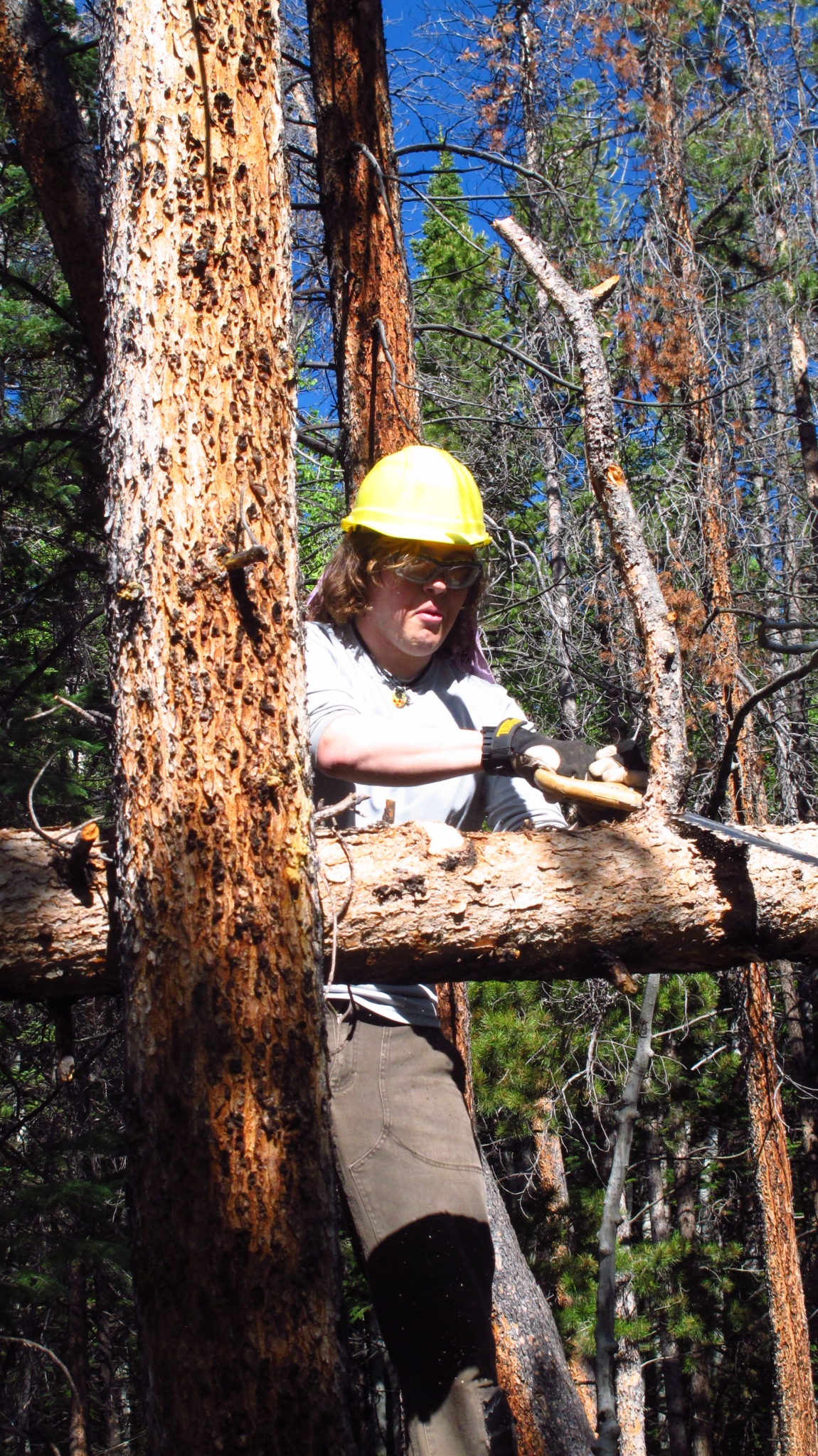 Patrick clearing a snag from the Rawah Trail
