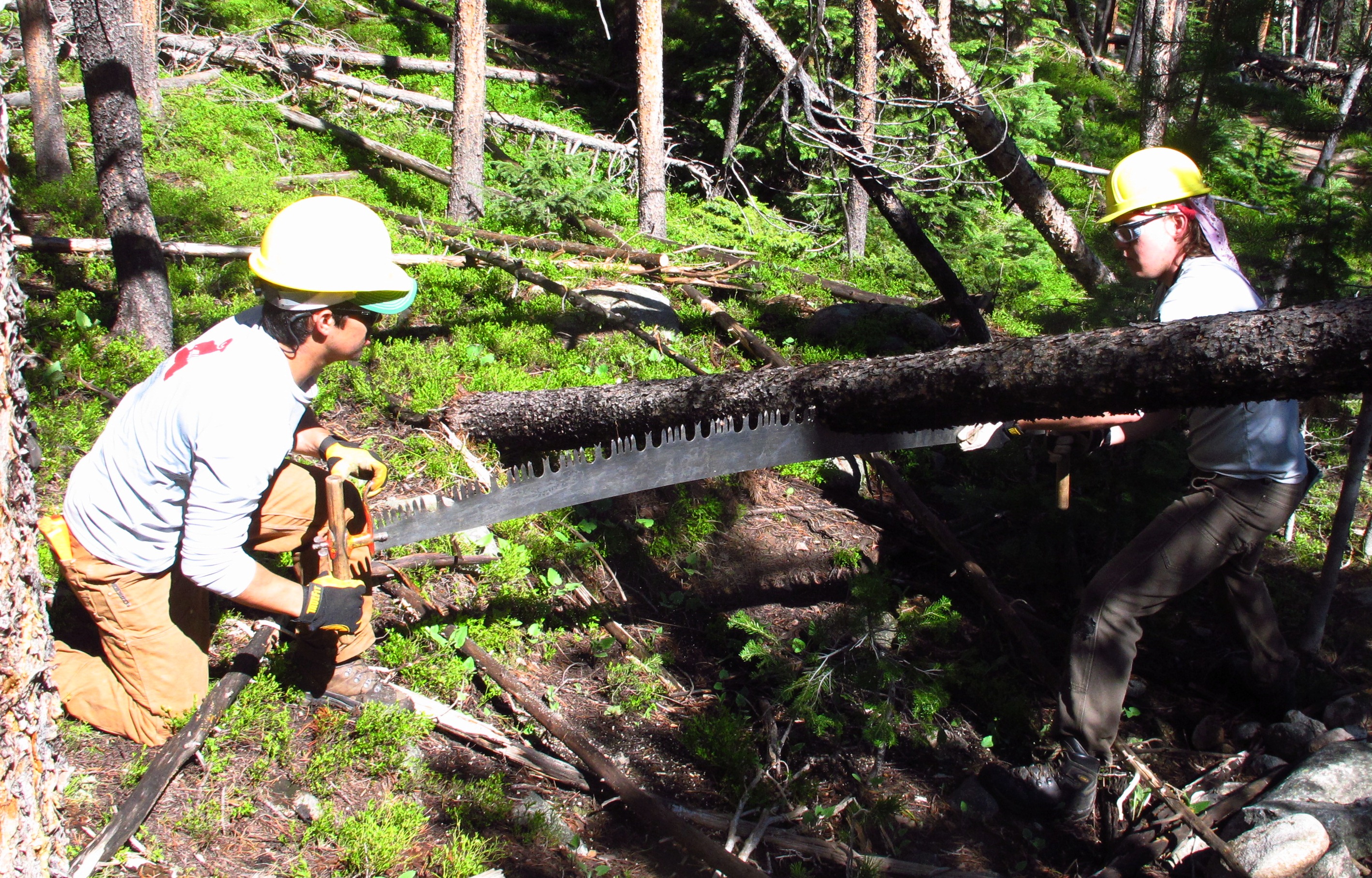 Chris and Patrick clearing a fallen tree from the Rawah Trail