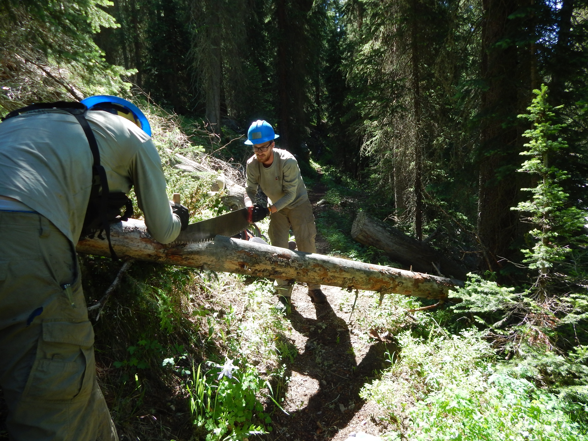 Aidan and Lewis clear a tree from the trail using a crosscut. 