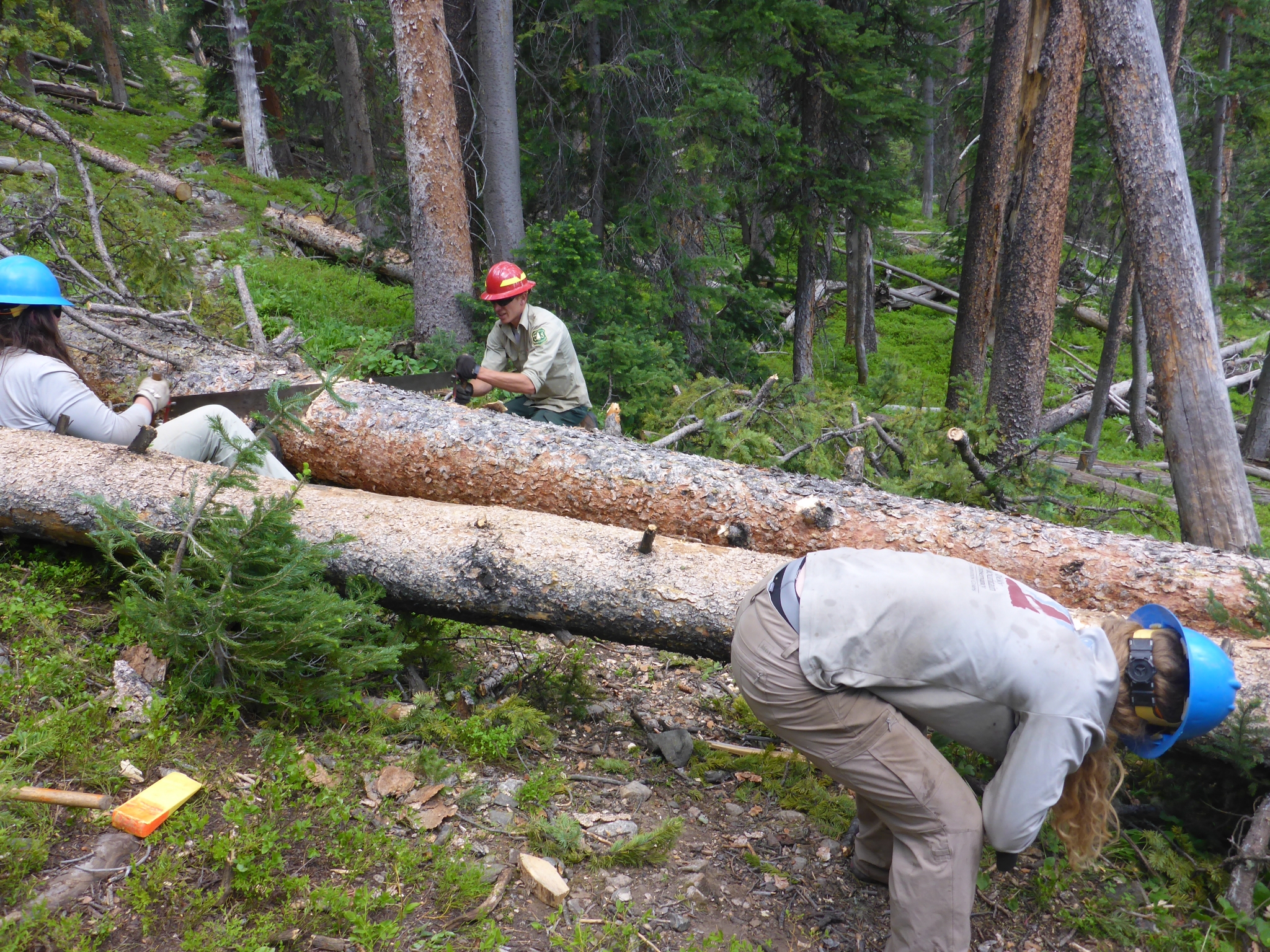 Tommy works with a USFS trails member on a cross cut while Shelby uses a silky saw to limb a tree. 