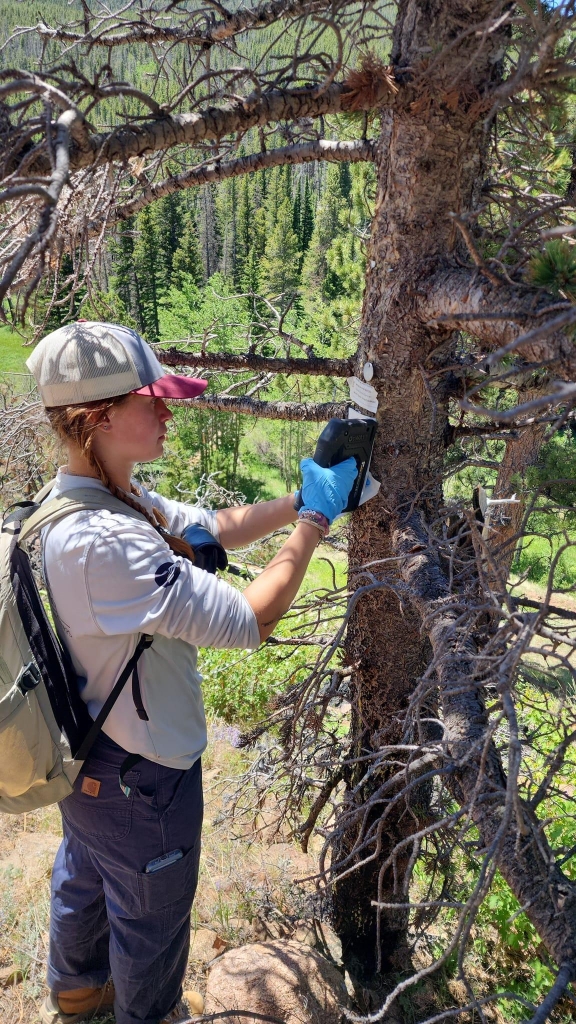 A person wearing a cap, gloves, and a backpack is securing an object to a tree trunk in a forested area during the daytime.