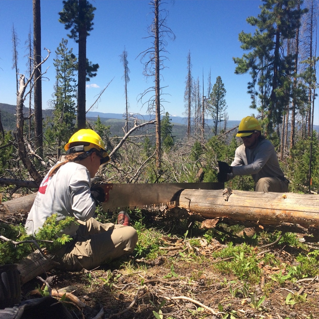 Two forest workers in helmets use hand saws to cut through a large fallen log