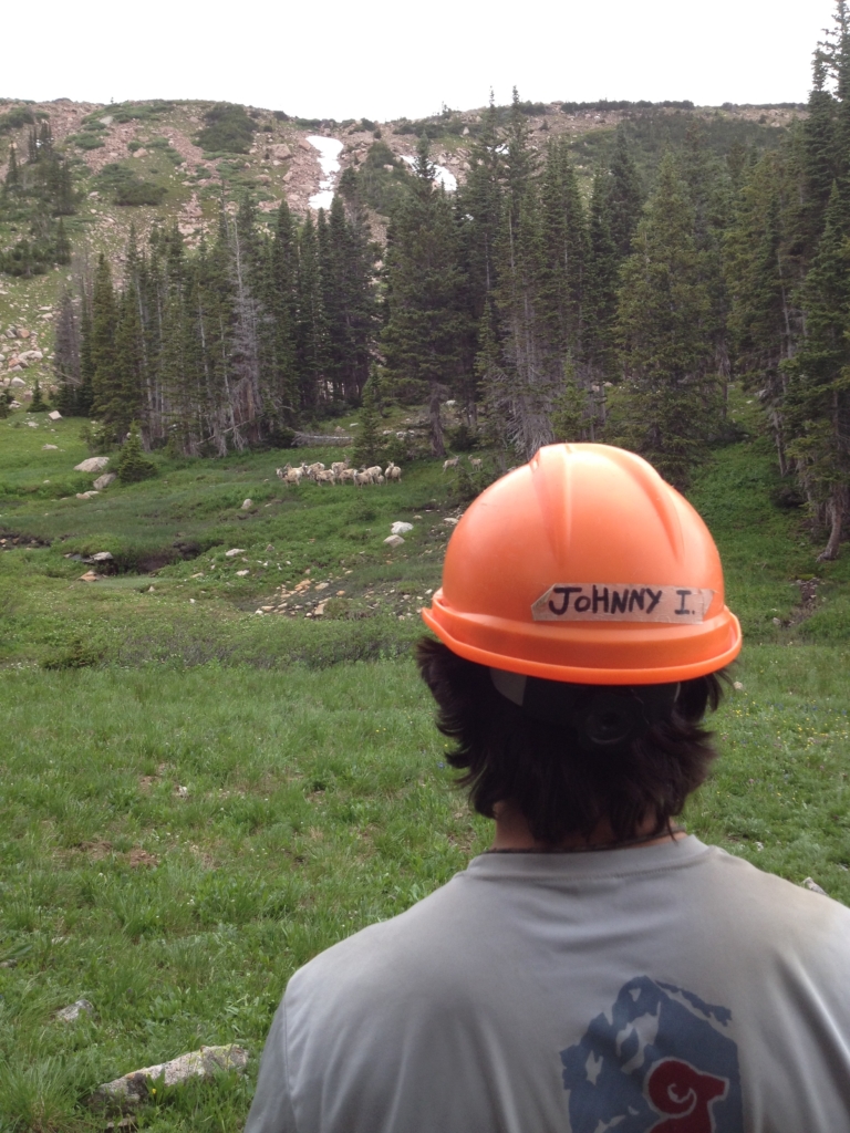 Person wearing an orange hard hat looking at a lush green forested valley