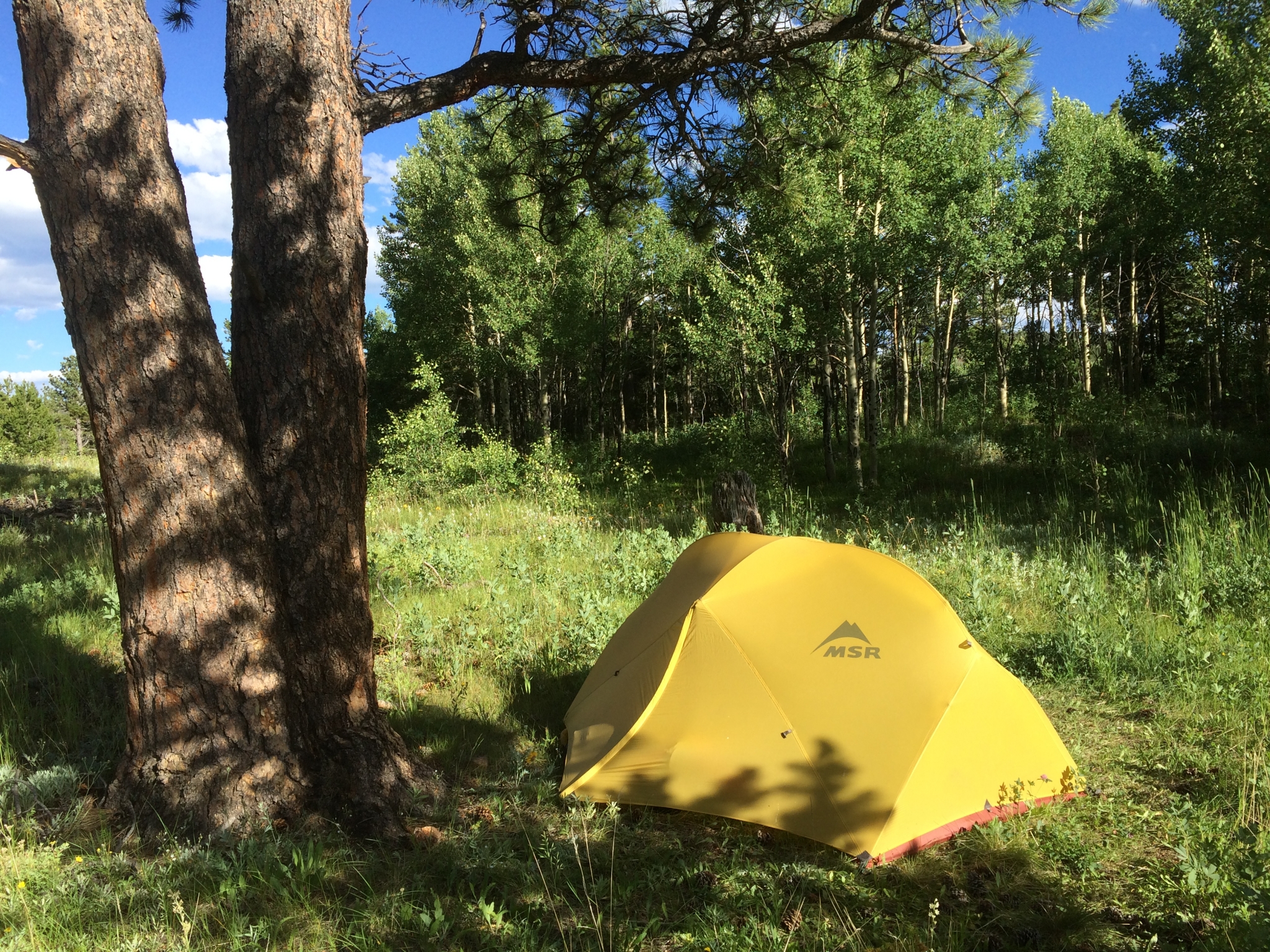 Yellow tent pitched under trees in a lush forest 