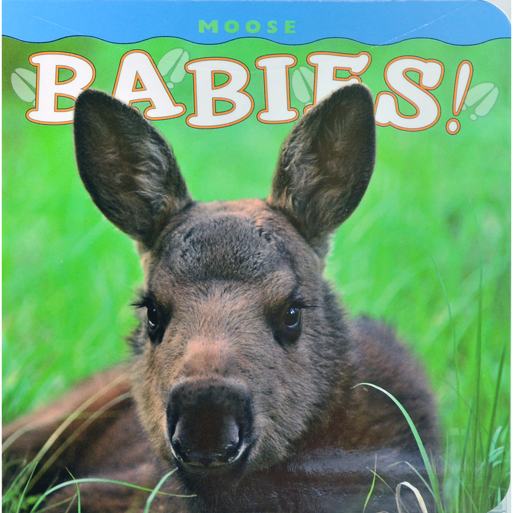 Moose Babies Rocky Mountain Conservancy