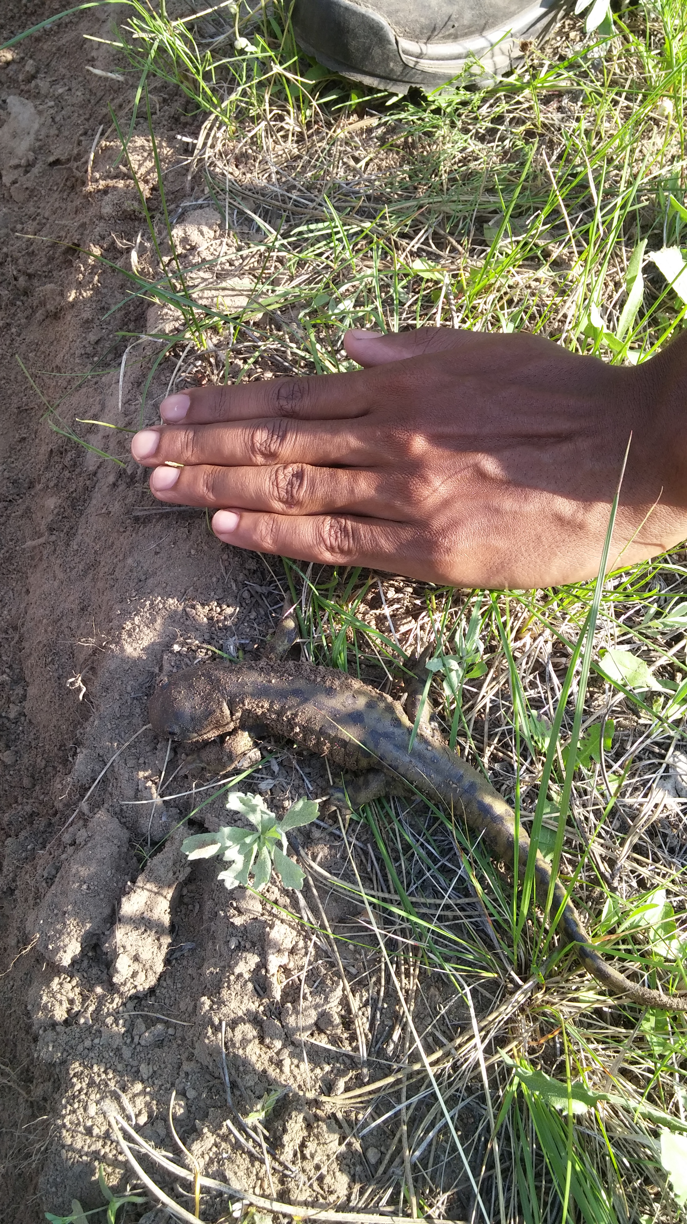 A person's hand resting on the ground near some green grass and a small stick.