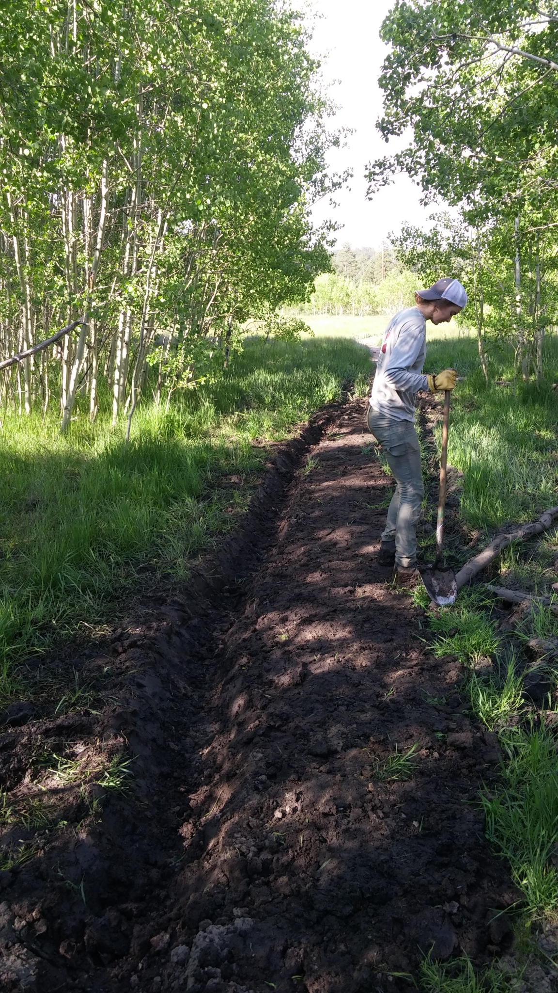 A person digging a narrow trench in a wooded area with a shovel