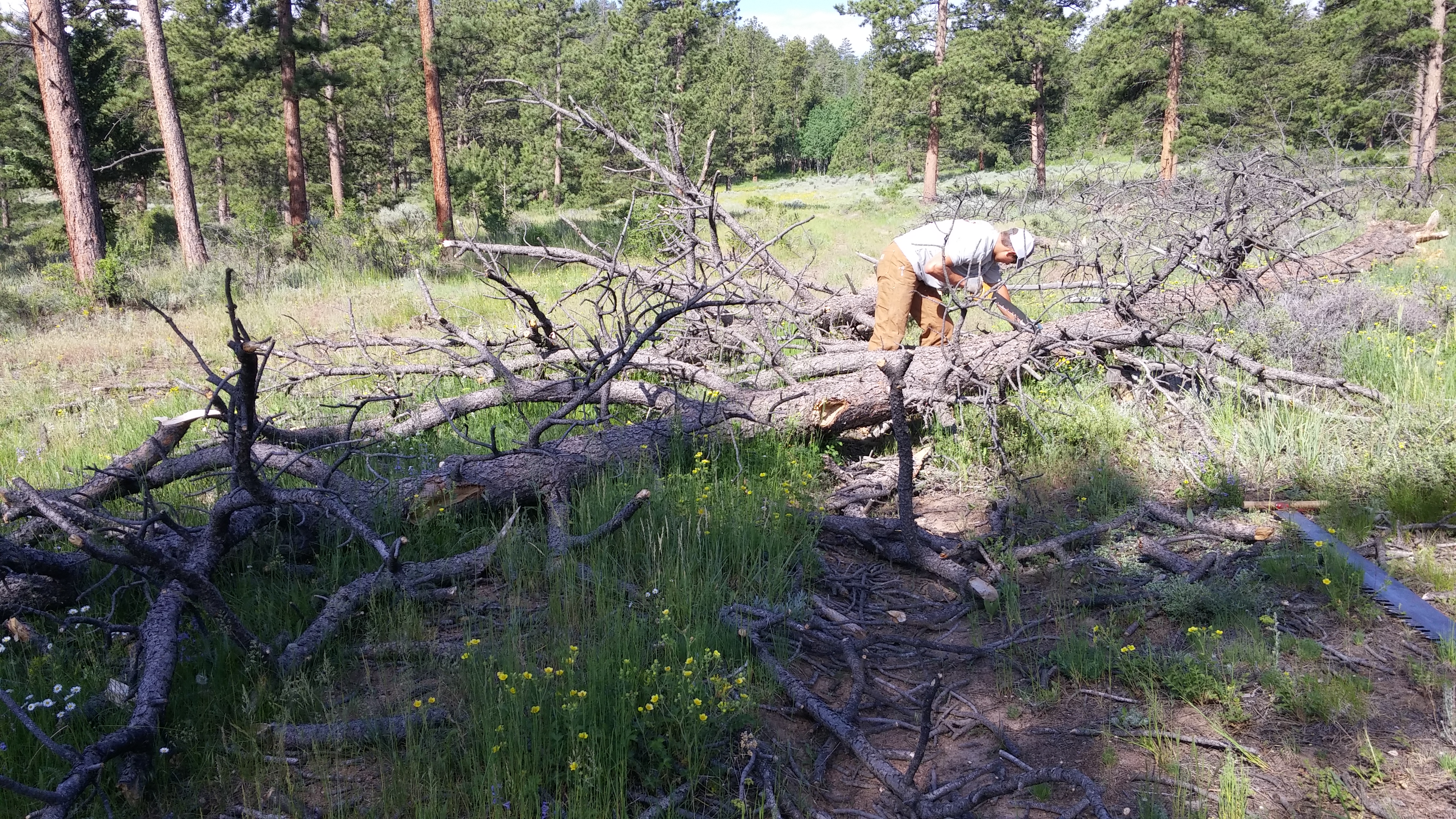 A person cutting a fallen tree in a forest surrounded by green grass and pine trees