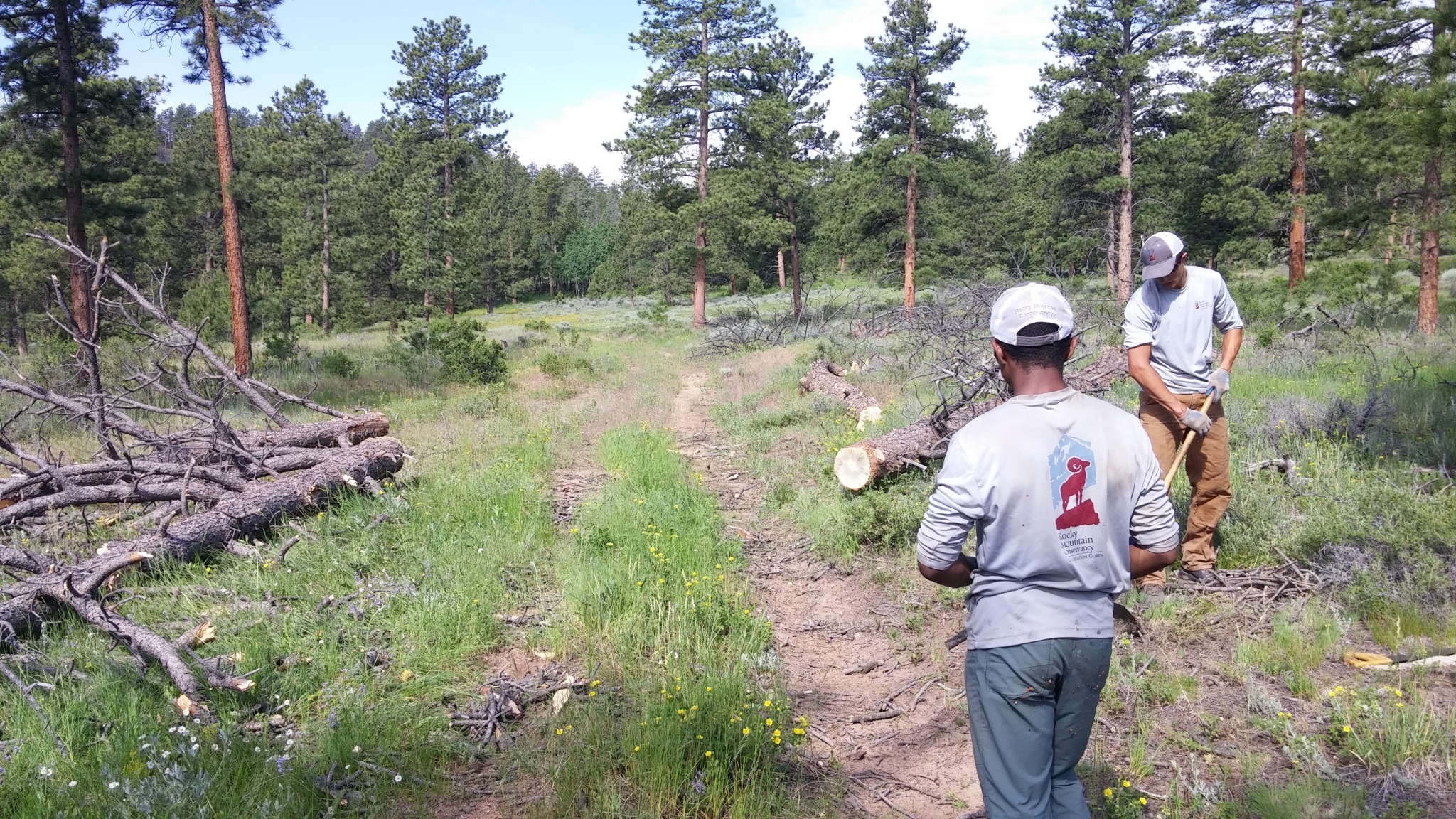 Two men clearing a fallen tree from a forest trail; one observes while the other uses a saw.