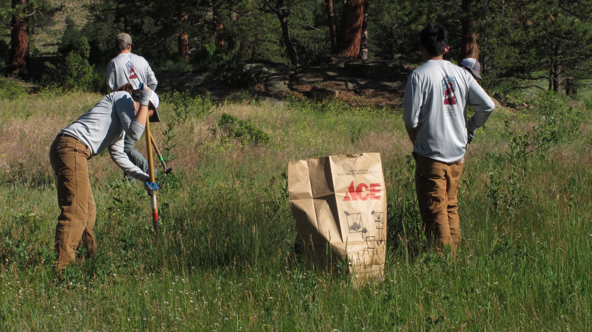 Three individuals engaging in an outdoor cleaning in a grassy field