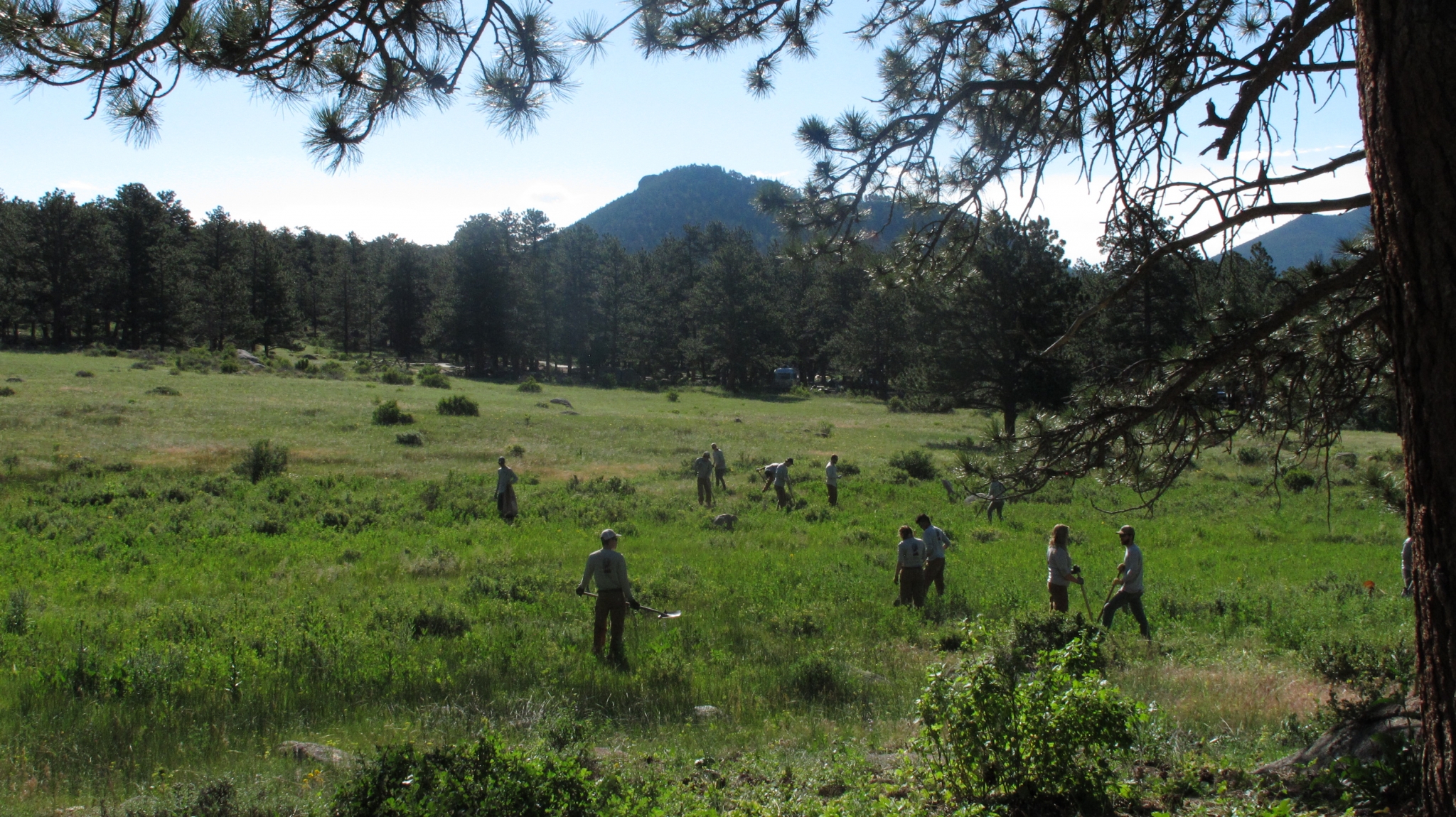 A group of people participating in a field activity in a sunny forest clearing