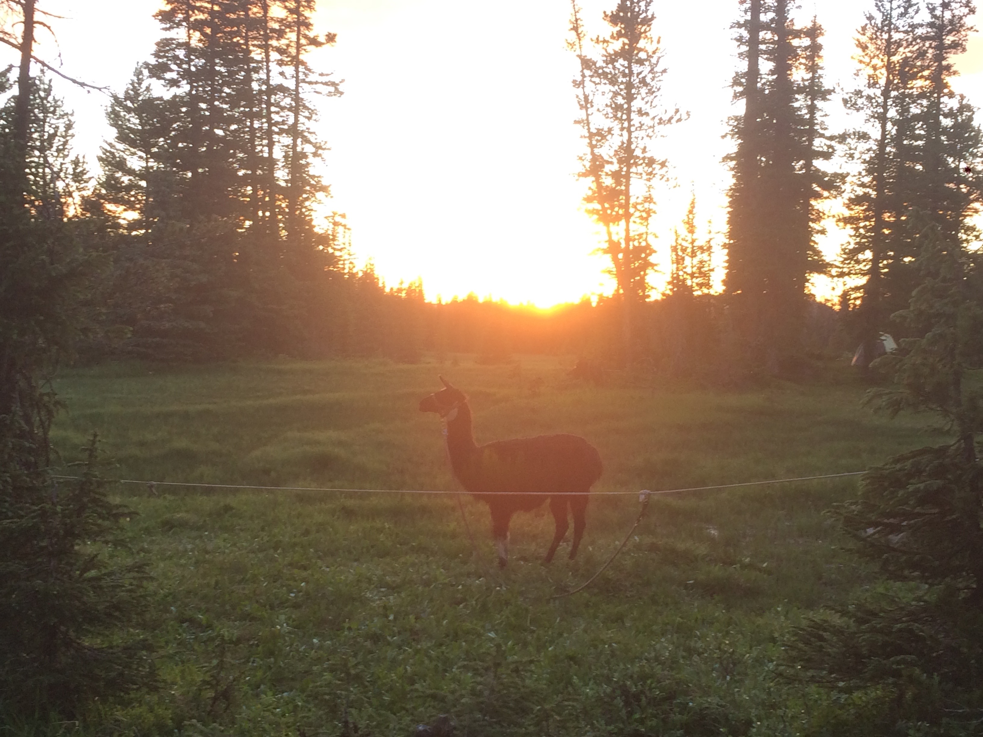 Deer standing in a forest clearing at sunset with sunlight filtering through the trees.