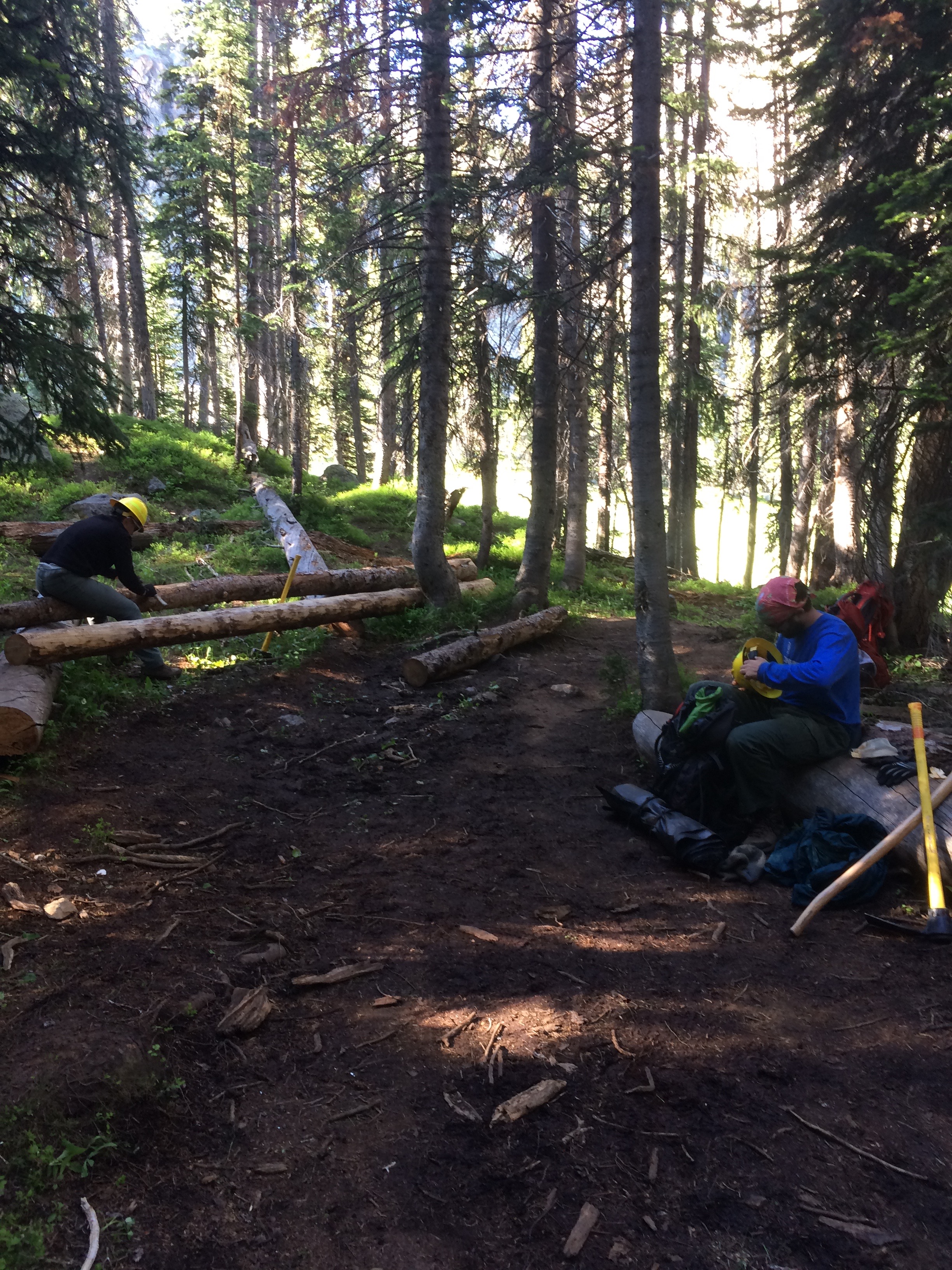 Two people working in a forest, one sawing a fallen tree and the other sitting