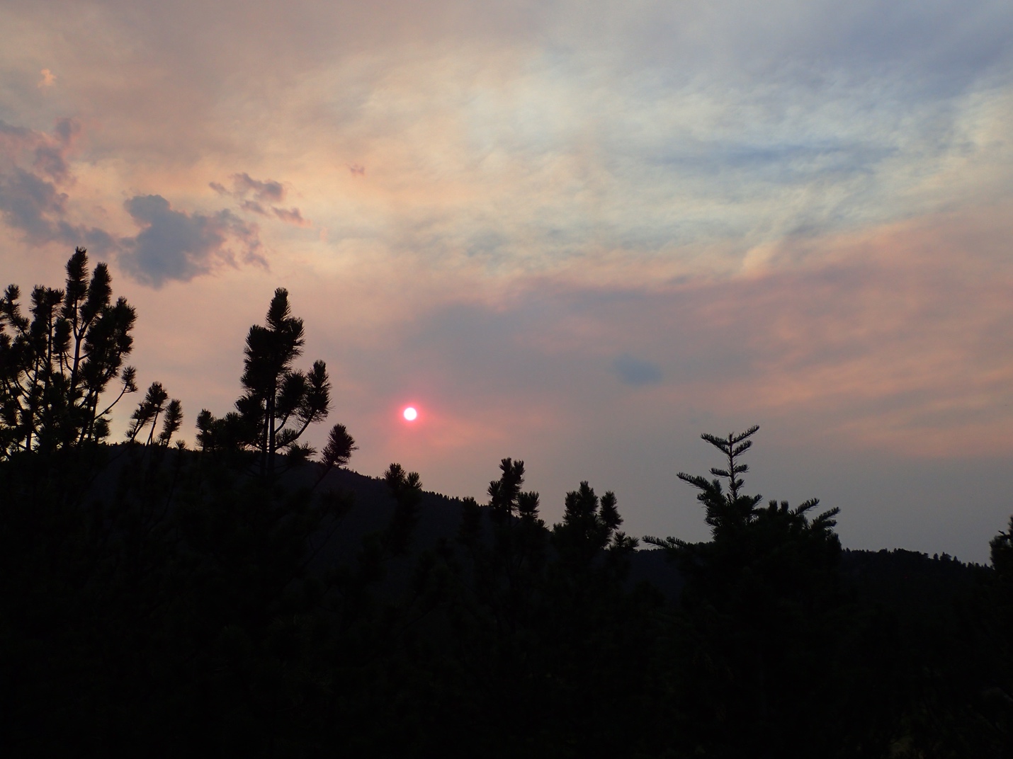 Sunset with a pinkish-orange sky, partially obscured by silhouetted pine trees