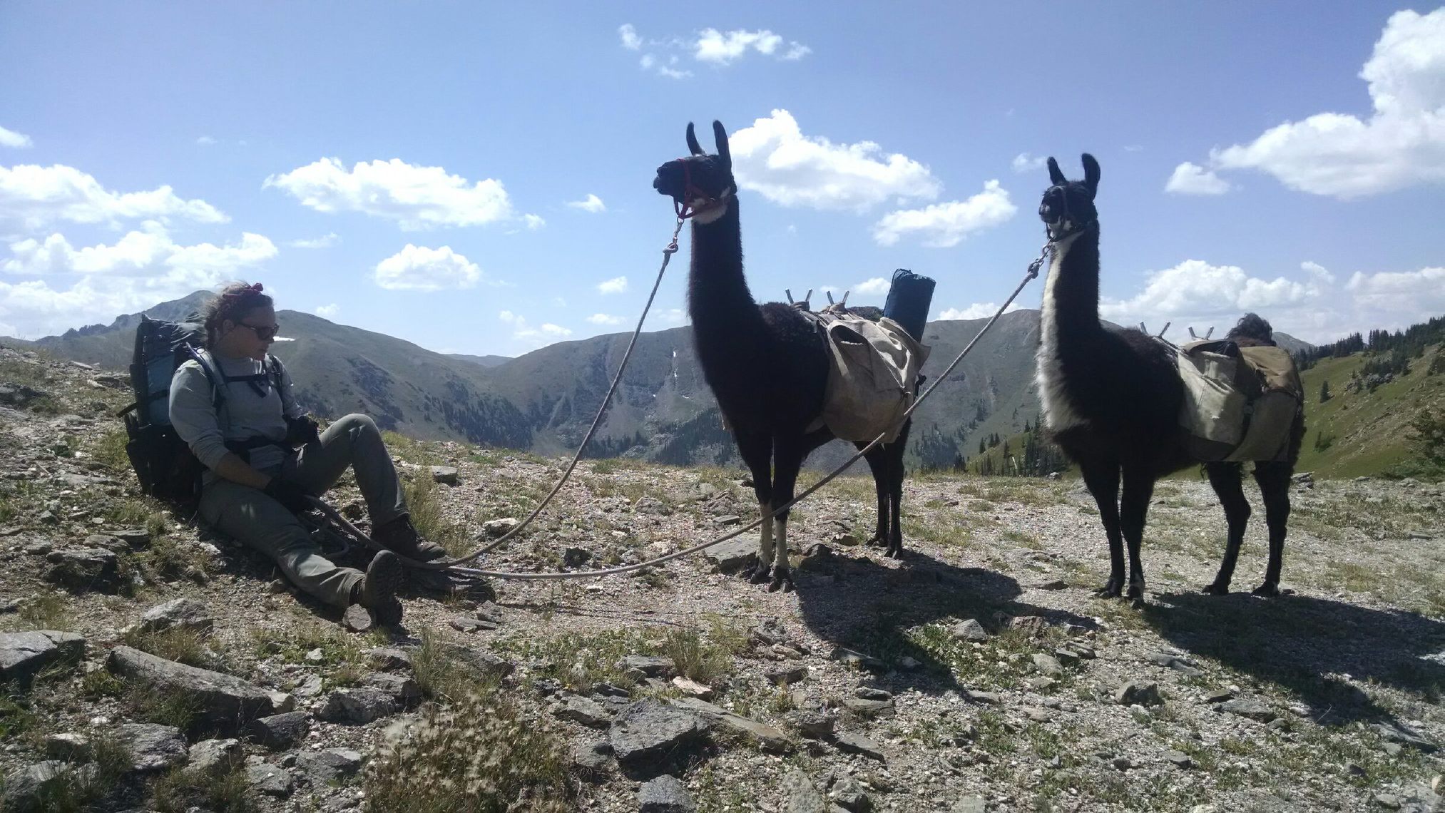 A person resting on the ground alongside two llamas equipped with packs