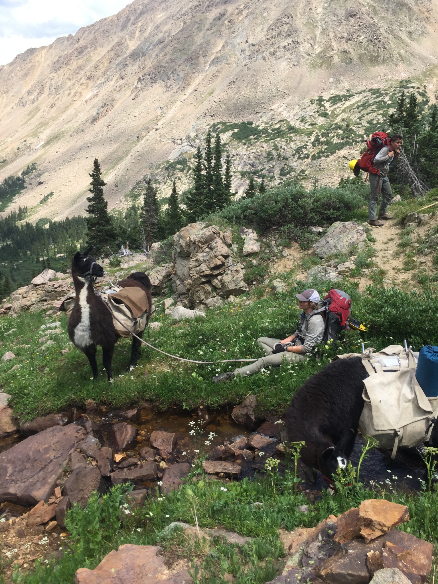 Two llamas carrying packs and three hikers in a mountainous terrain with rocky and grassy features.