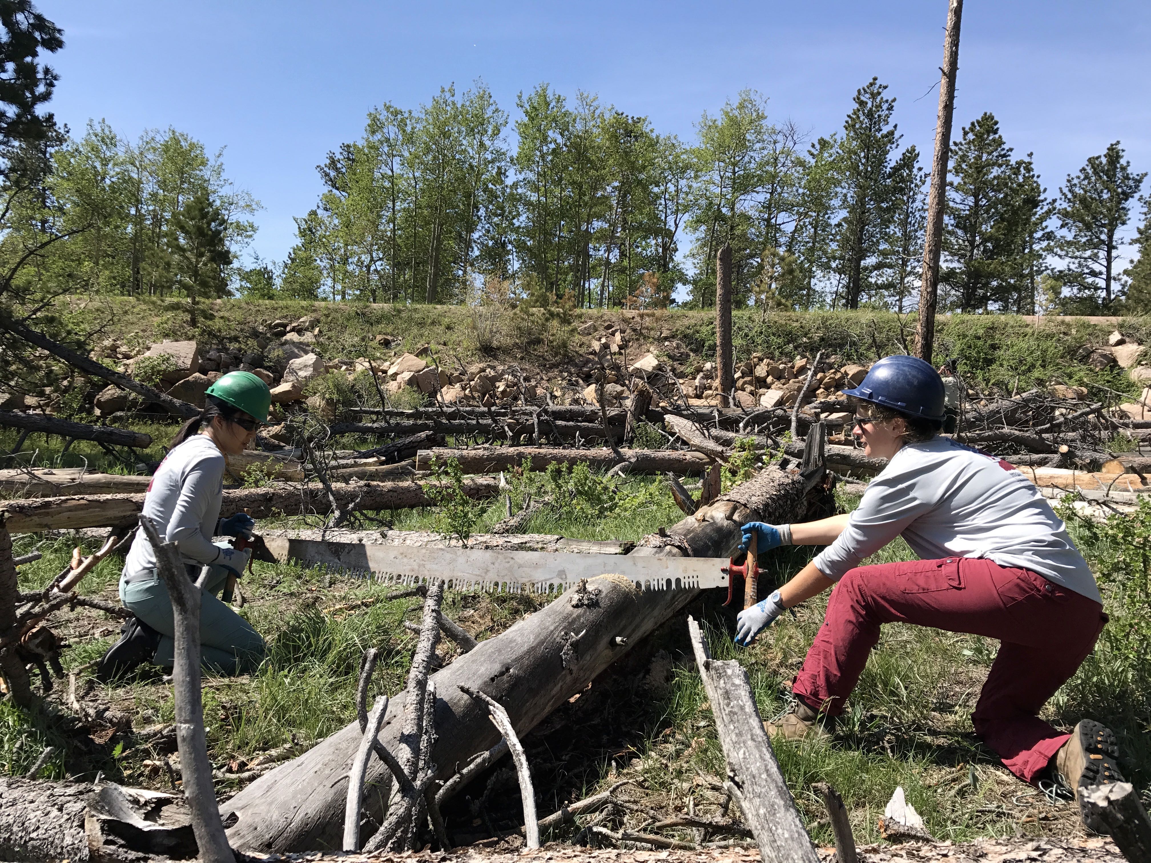 Two people use a long saw to cut a fallen tree