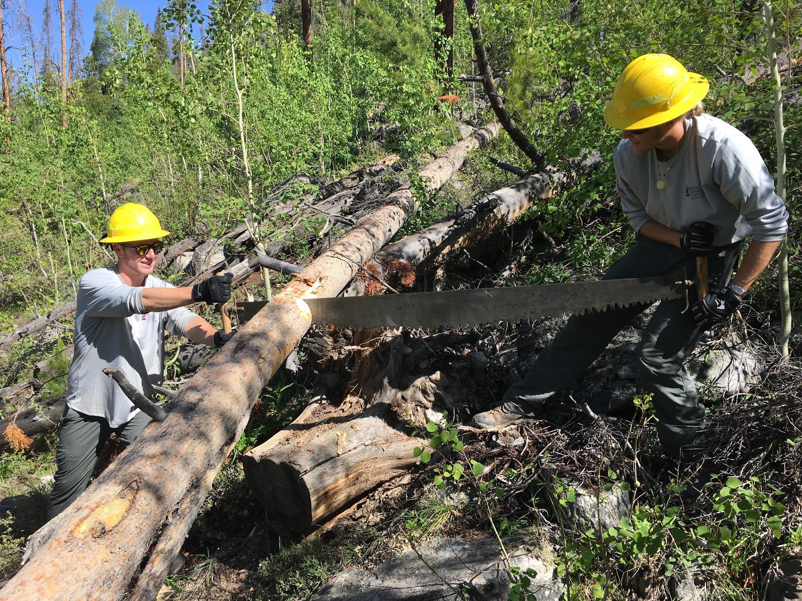 Two forestry workers use a large crosscut saw to cut through a fallen tree