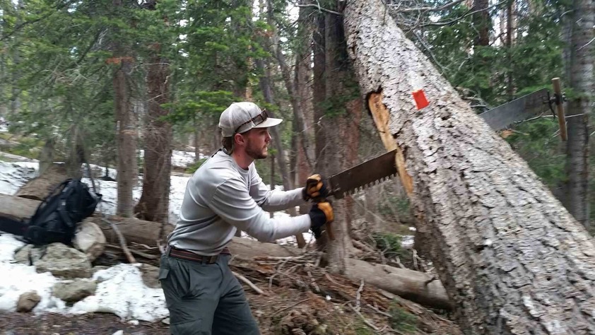 A man using a handsaw on a tree in a forest with snow on the ground.