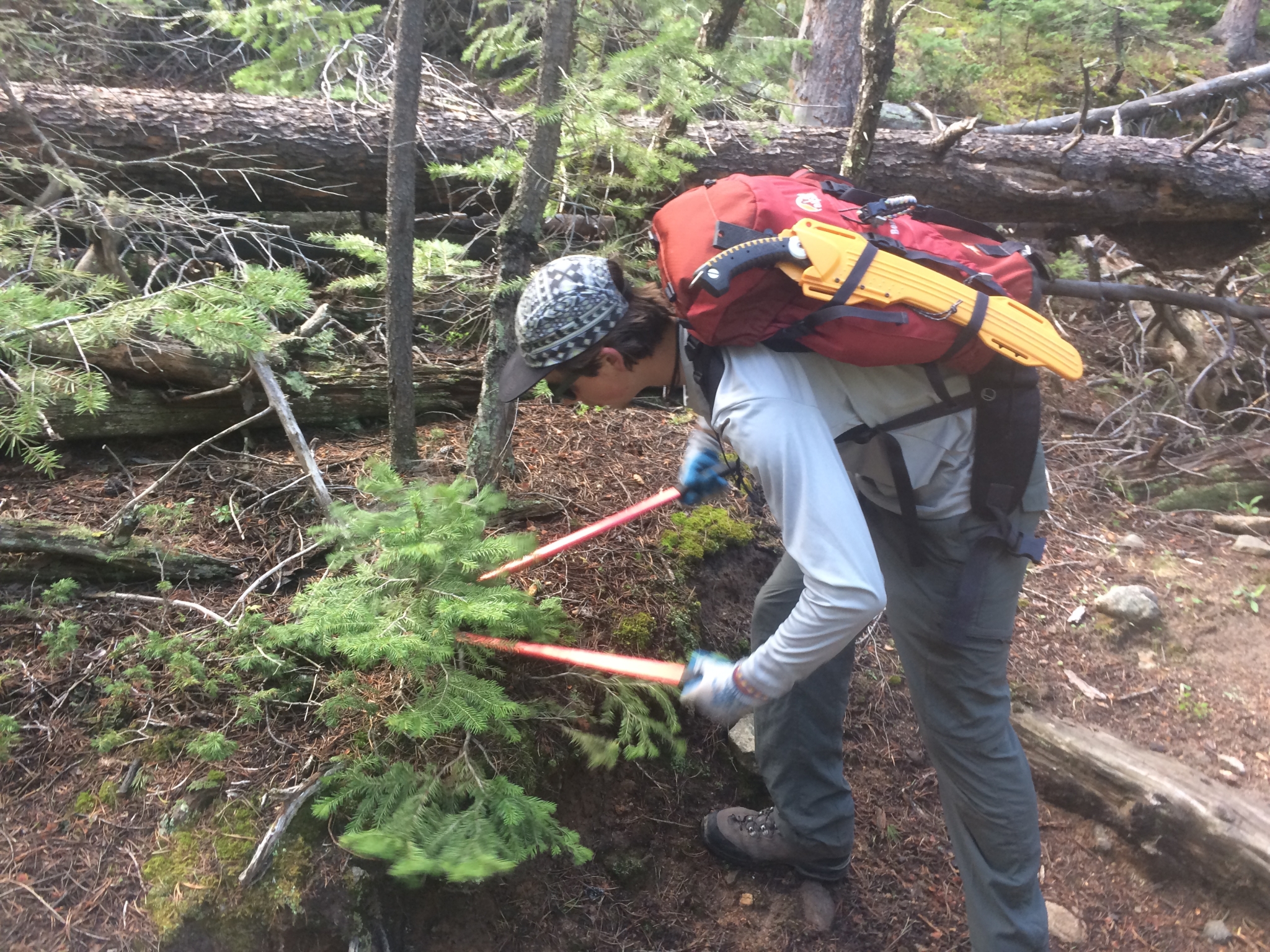 A person in hiking gear using pruning shears on a small tree in a forest.