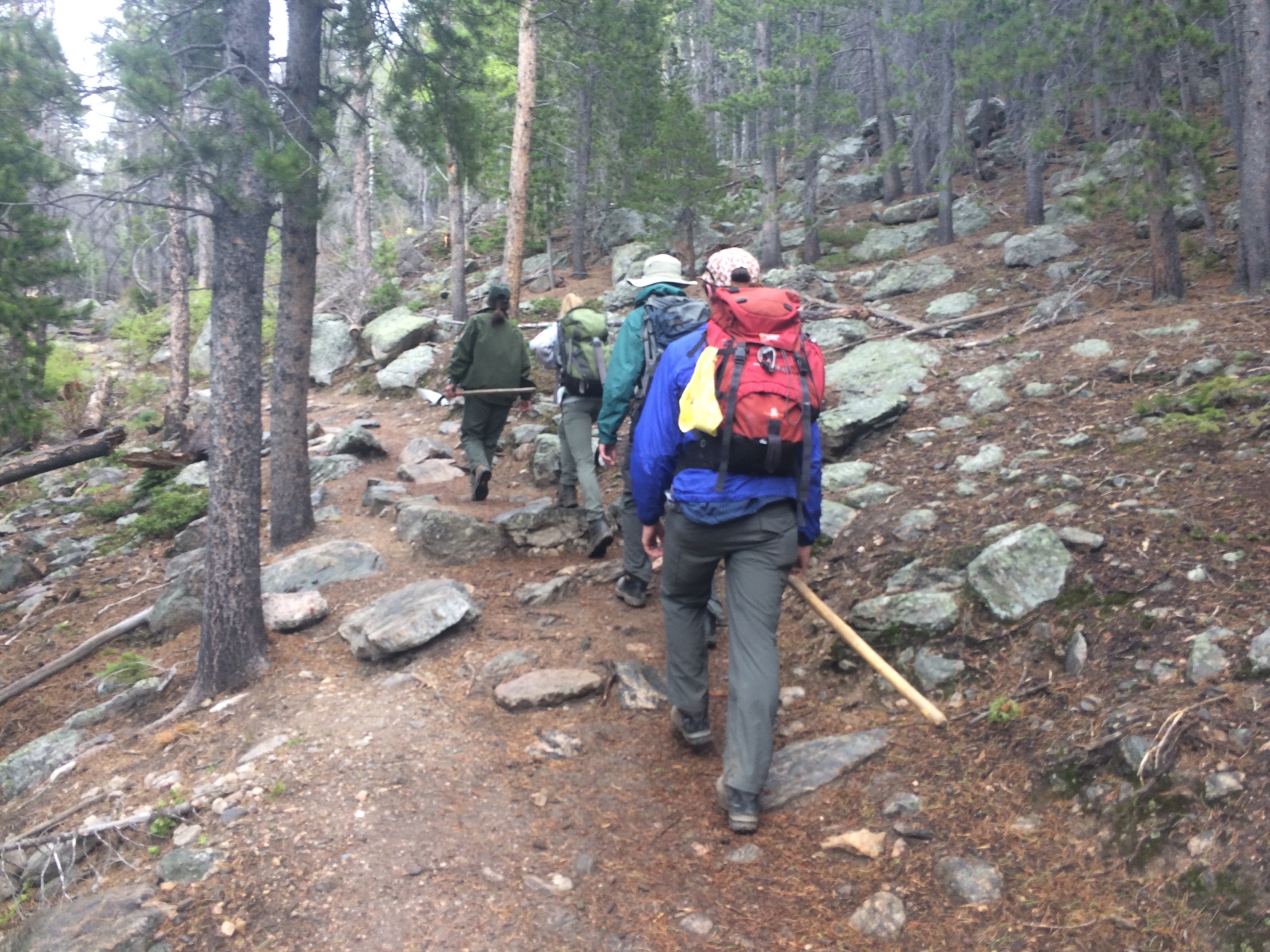 Three hikers with backpacks walking on a rocky trail through a pine forest.