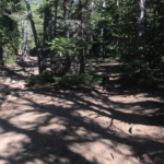 A dirt trail in the middle of a forest.