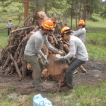 A group of workers in helmets and safety gear clearing and managing forest debris, some are stacking logs while others observe.