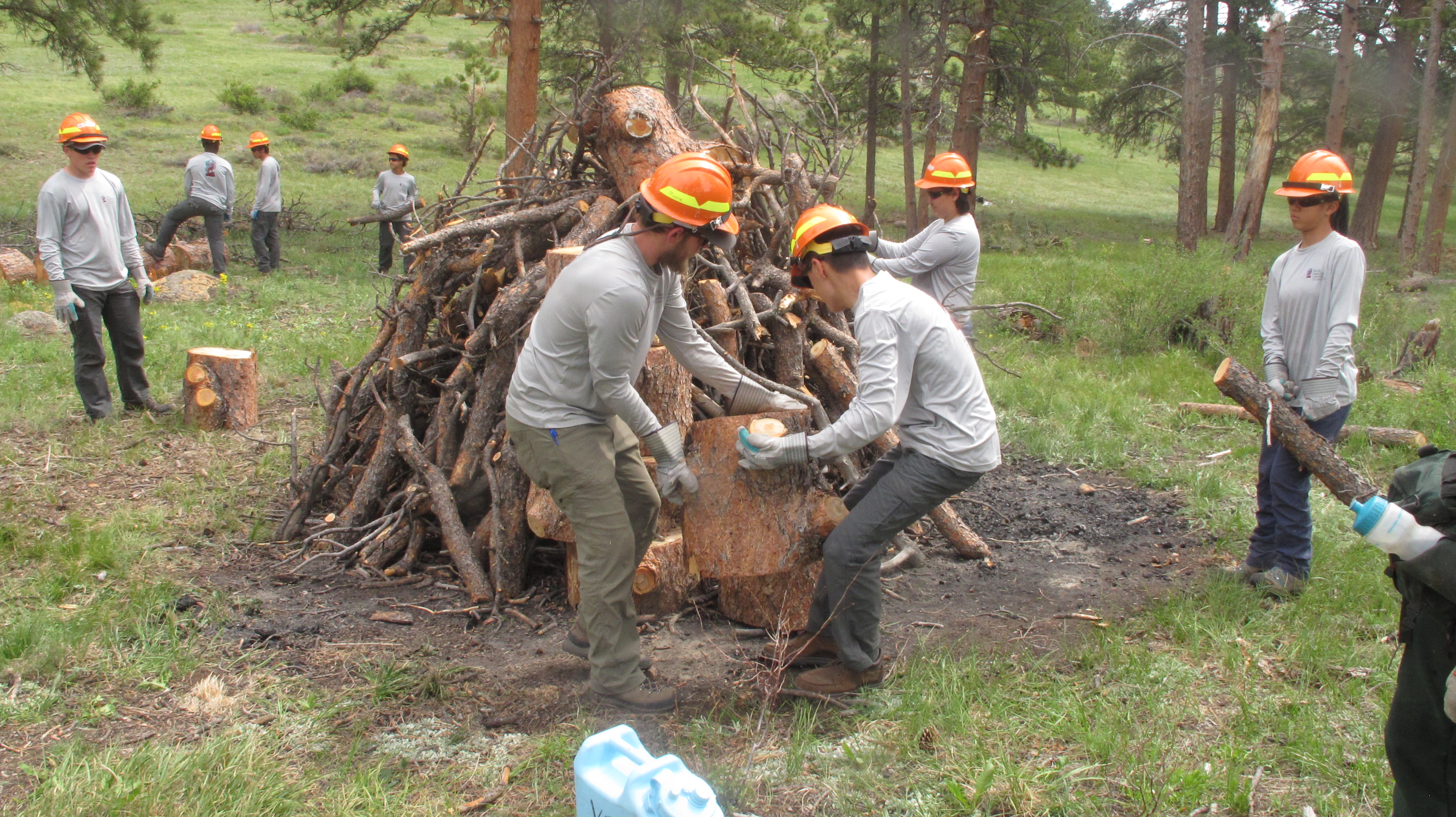 A group of workers in helmets and safety gear clearing and managing forest debris