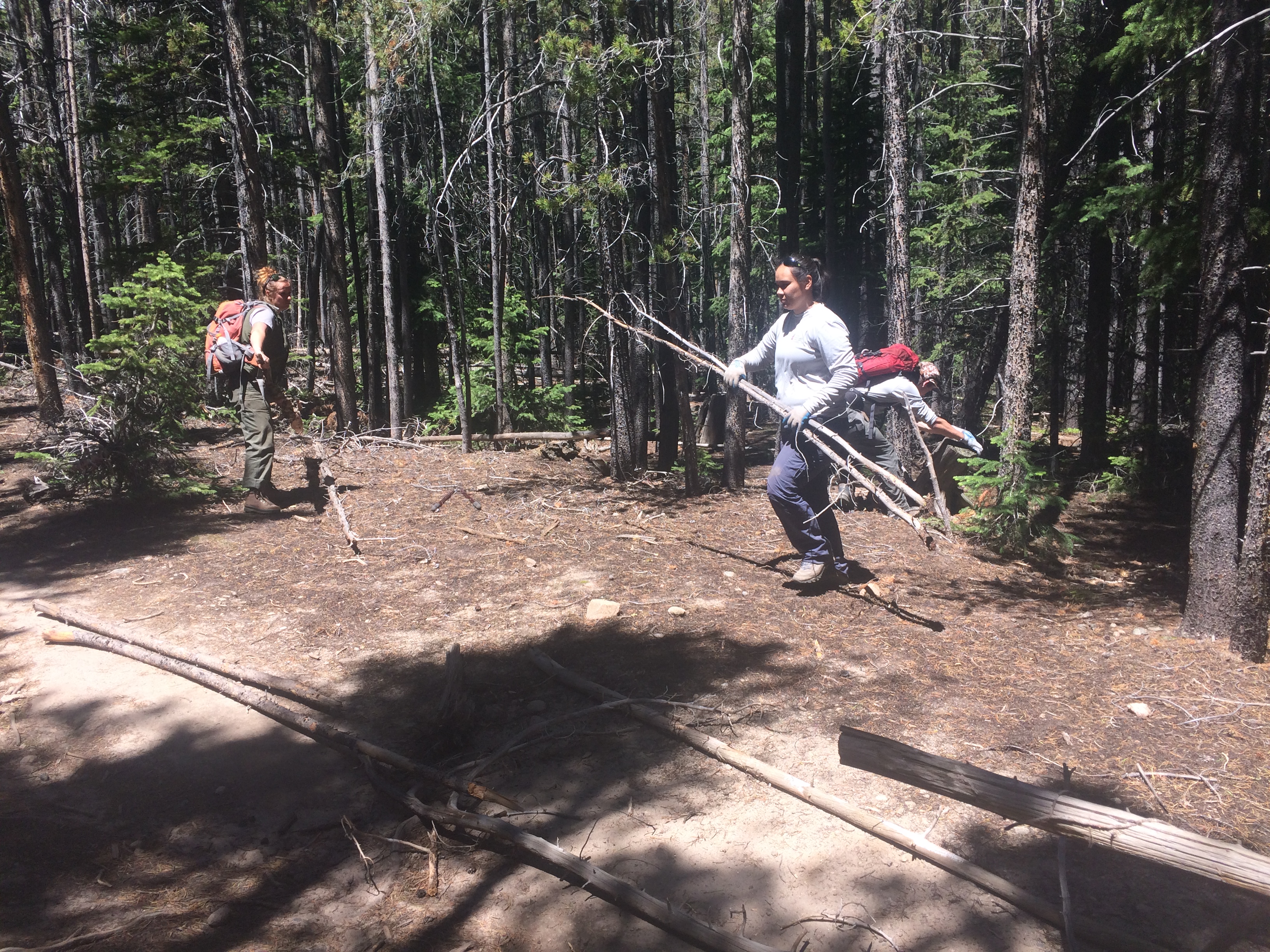 Two people collecting wood in a forest