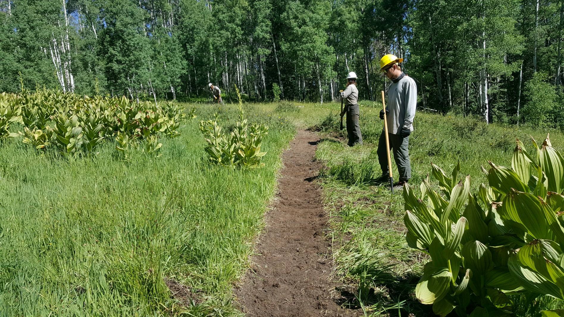 Two people in helmets working on a narrow dirt path in a lush forest with tall green plants nearby.