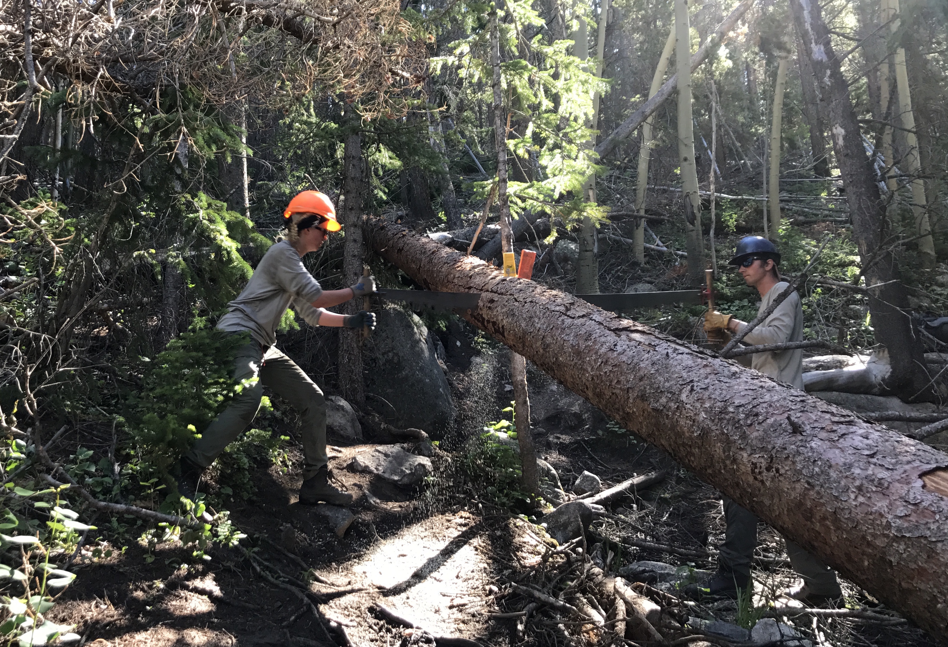 Two forest workers in safety gear use a chainsaw to cut a fallen tree blocking a forest path.