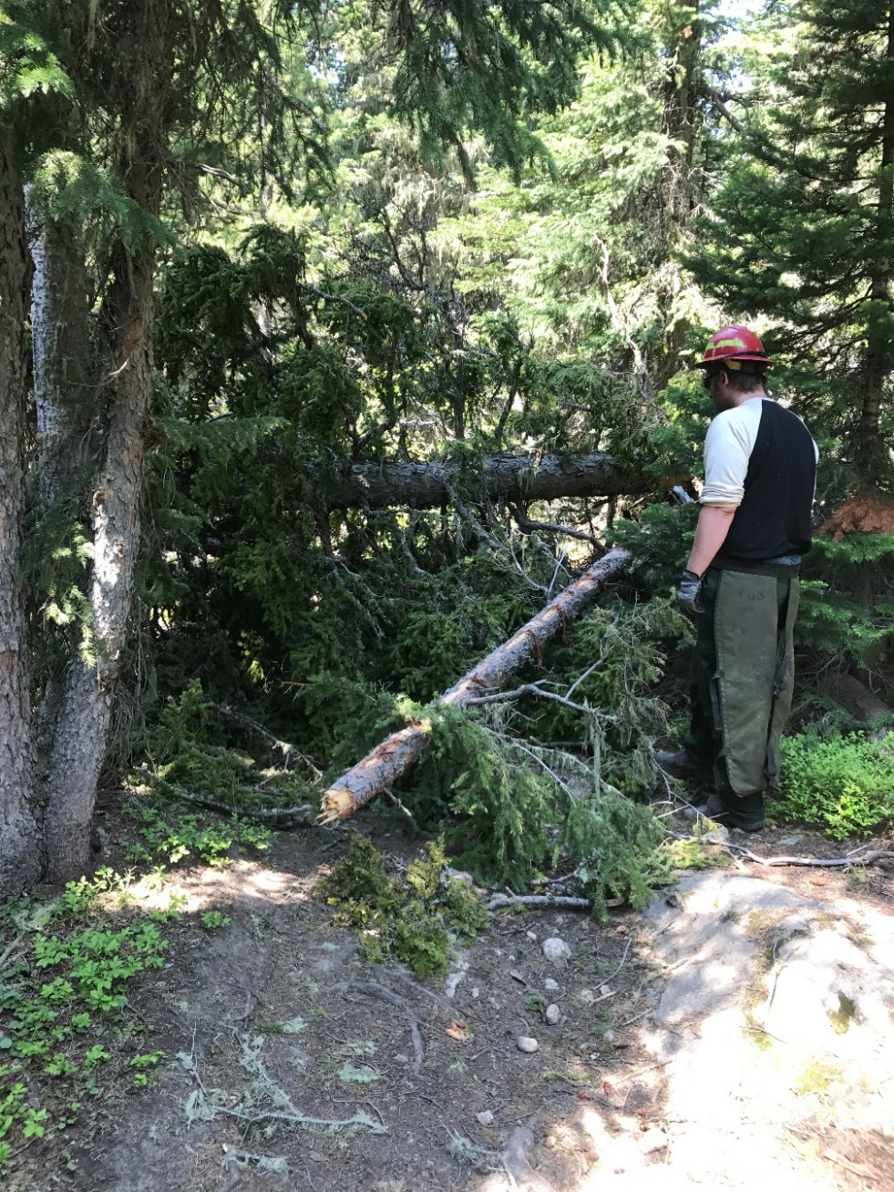 A forest ranger in a hat and green uniform looking at a fallen log