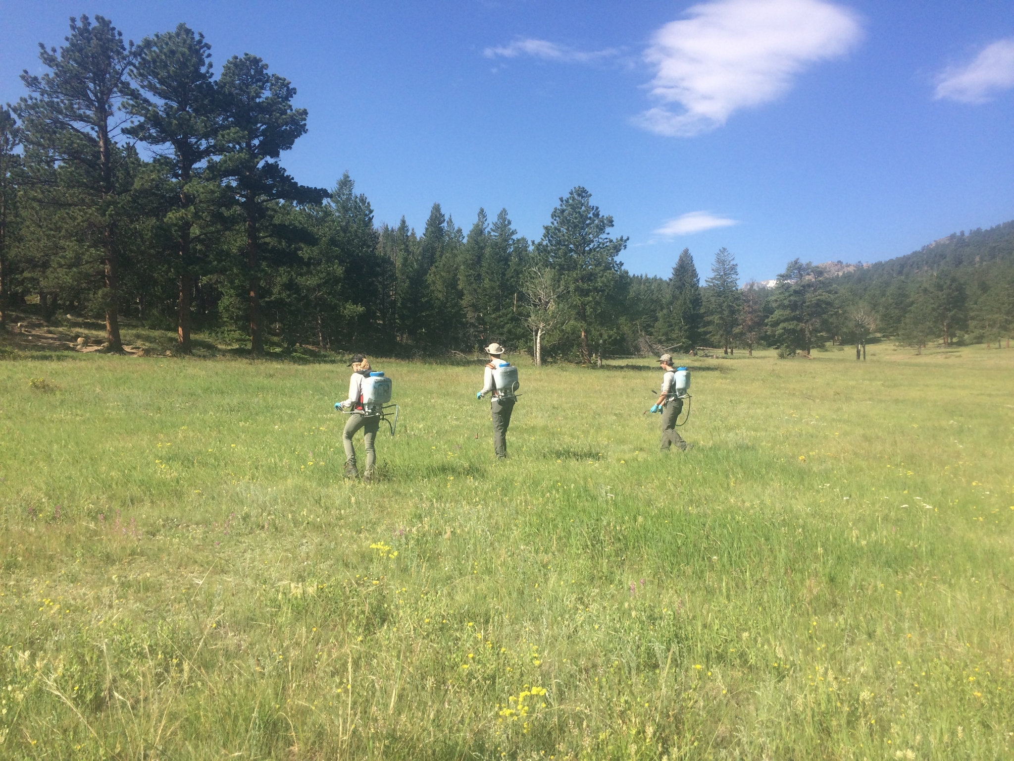 Three geologists with backpacks examining a grassy field in a forested area on a sunny day.