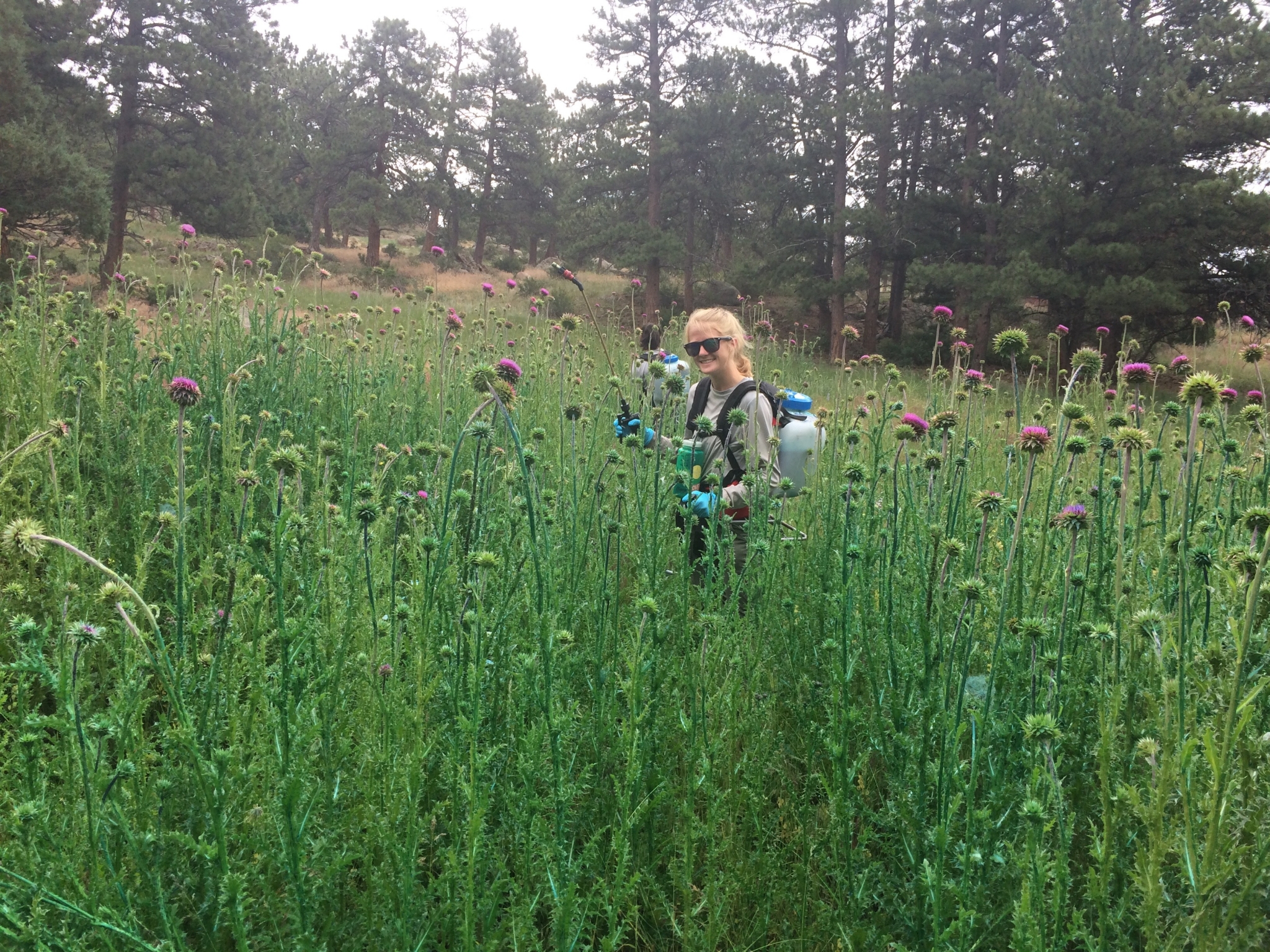 A woman wearing sunglasses stands amidst tall green plants with purple flowers, holding a camera, surrounded by a forested area.