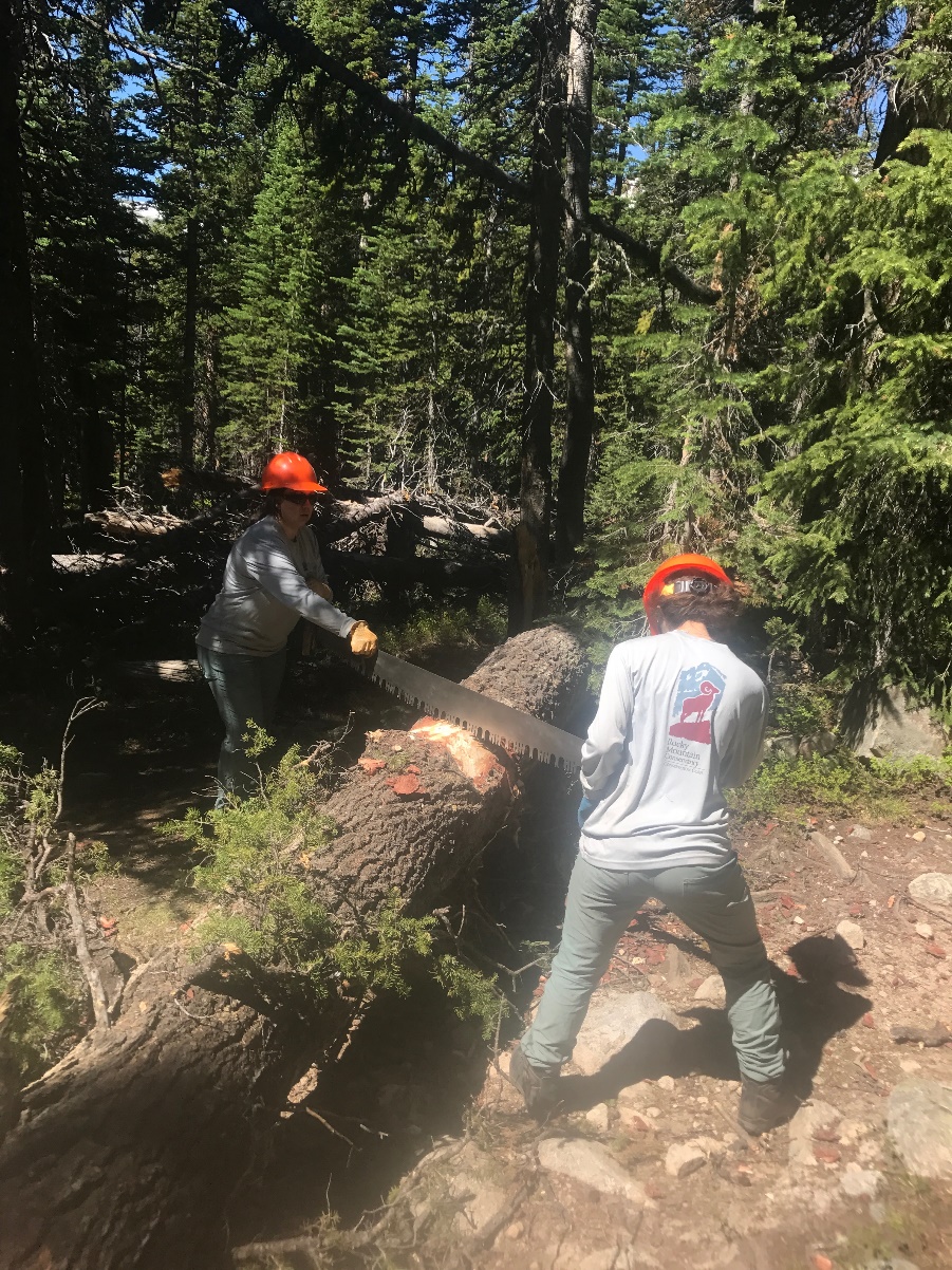 Two people in safety gear cutting a fallen tree in a forest with a chainsaw.