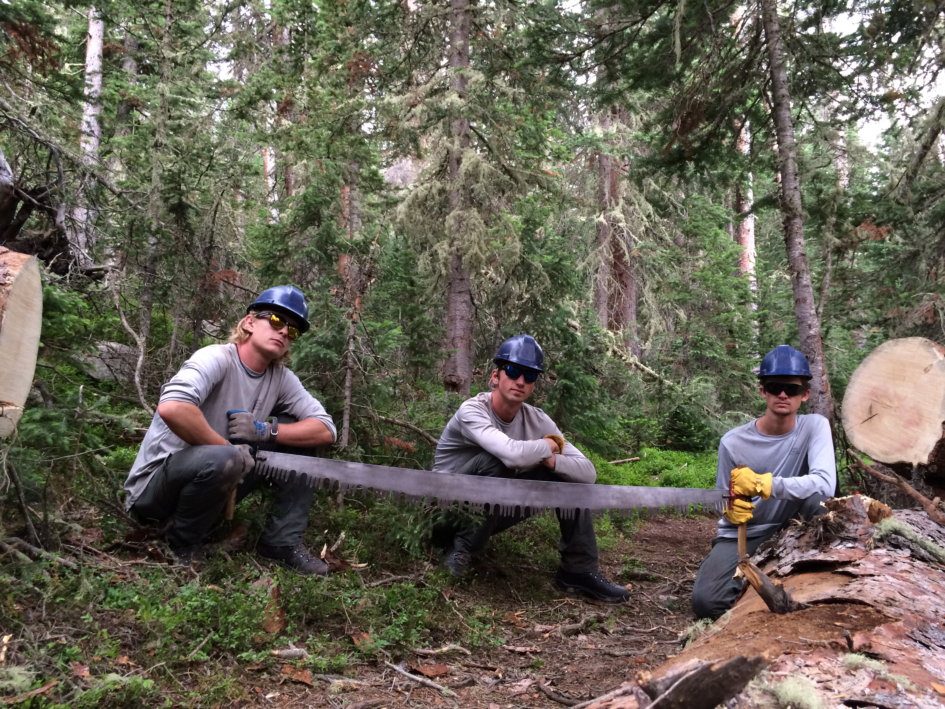 Three forestry workers posing with a large two-handled saw in a dense forest