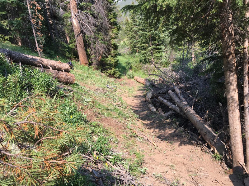 A narrow hiking trail meanders through a dense forest with felled trees and branches