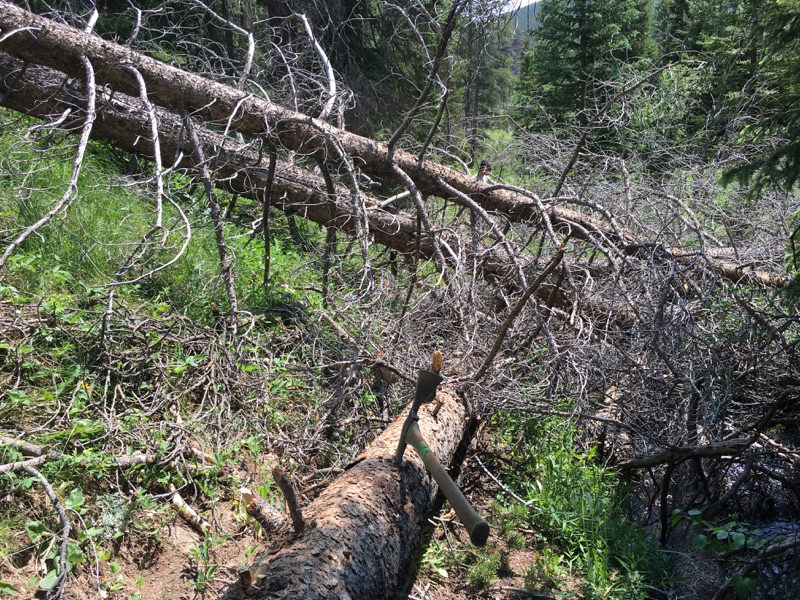 Fallen tree in a dense forest with scattered branches and green undergrowth on a sunny day.