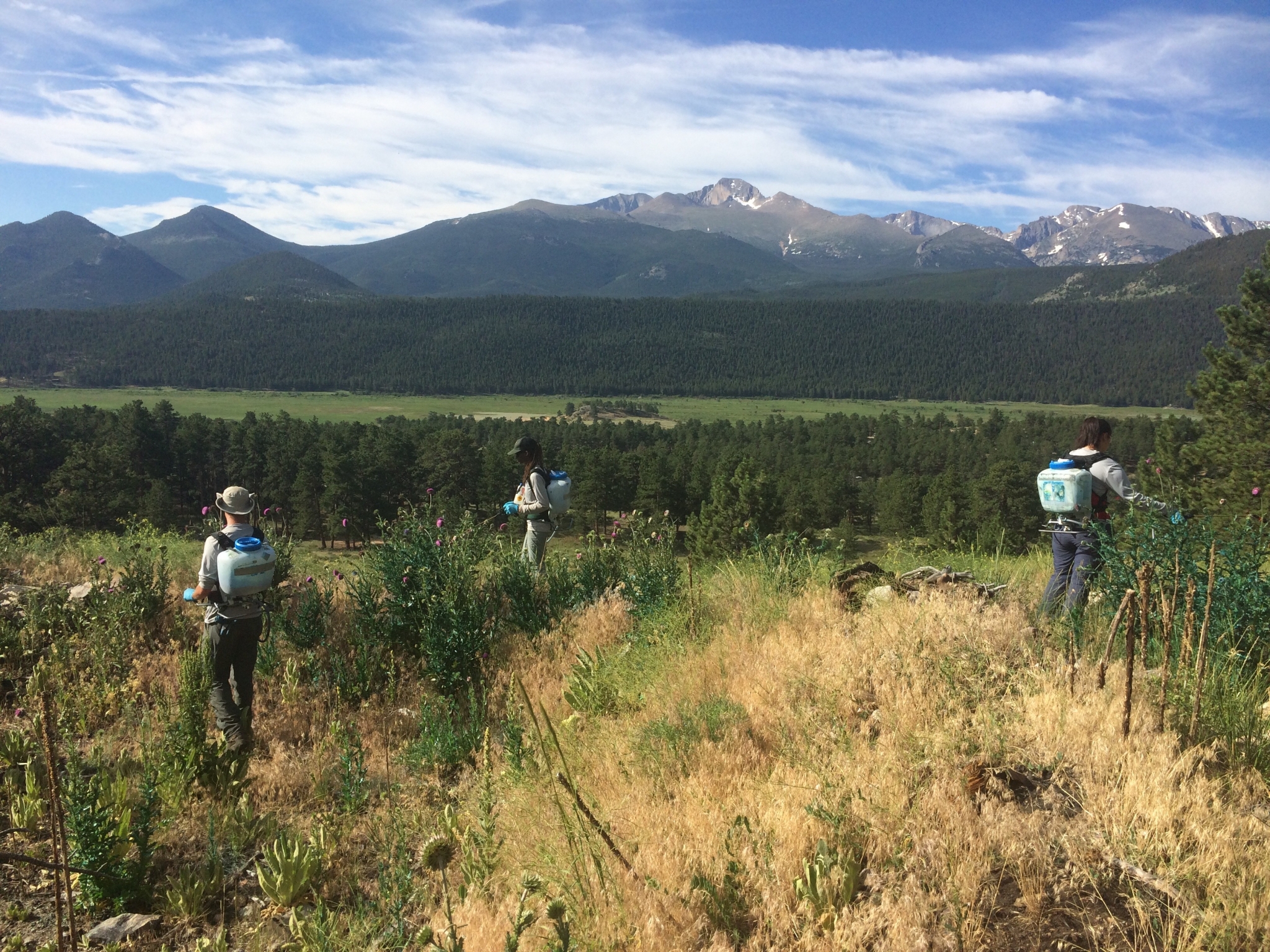 Three hikers with backpacks walking through a grassy field with a backdrop of a mountain range and clear blue sky.