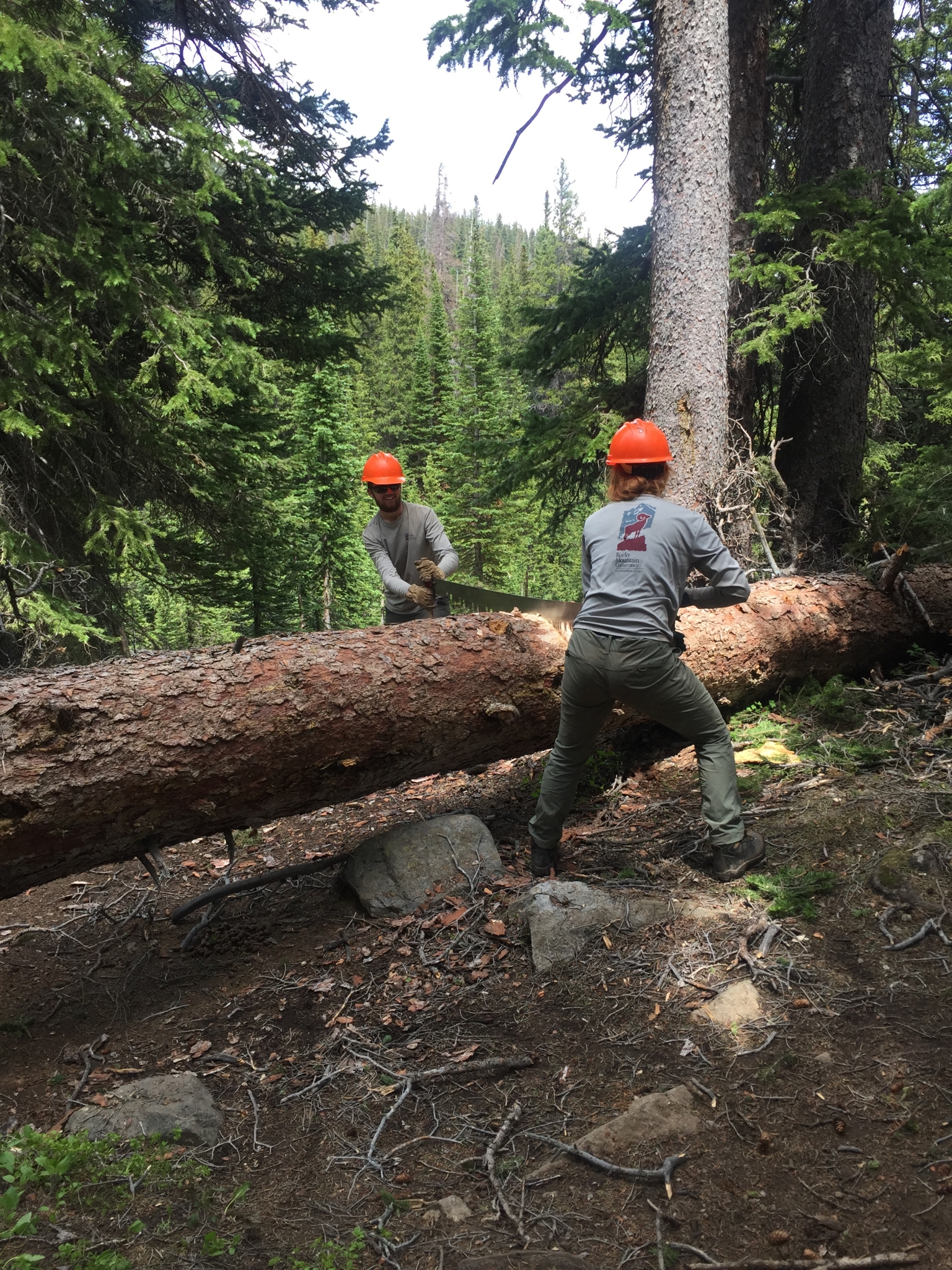 Two forest workers in safety gear lift a large log in a dense woodland.