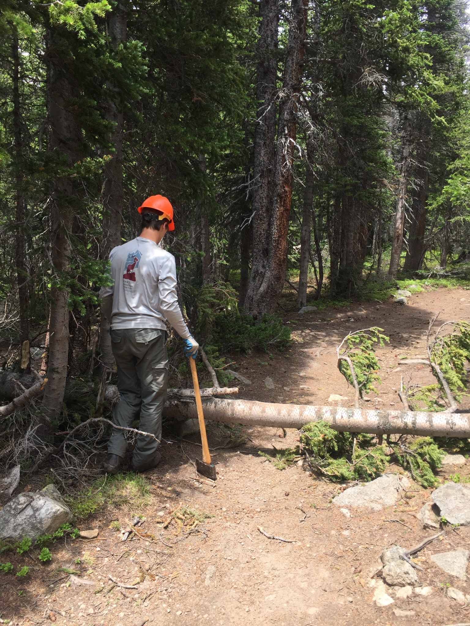 A forest worker in safety gear assesses a fallen tree blocking a woodland trail, holding a tool.