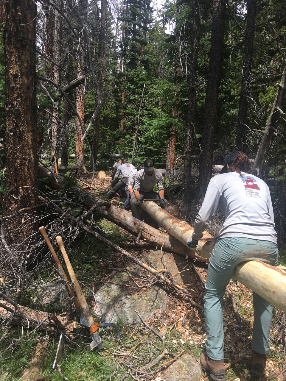 Two forest workers use a crosscut saw to cut a fallen tree blocking a trail in a dense wooded area.