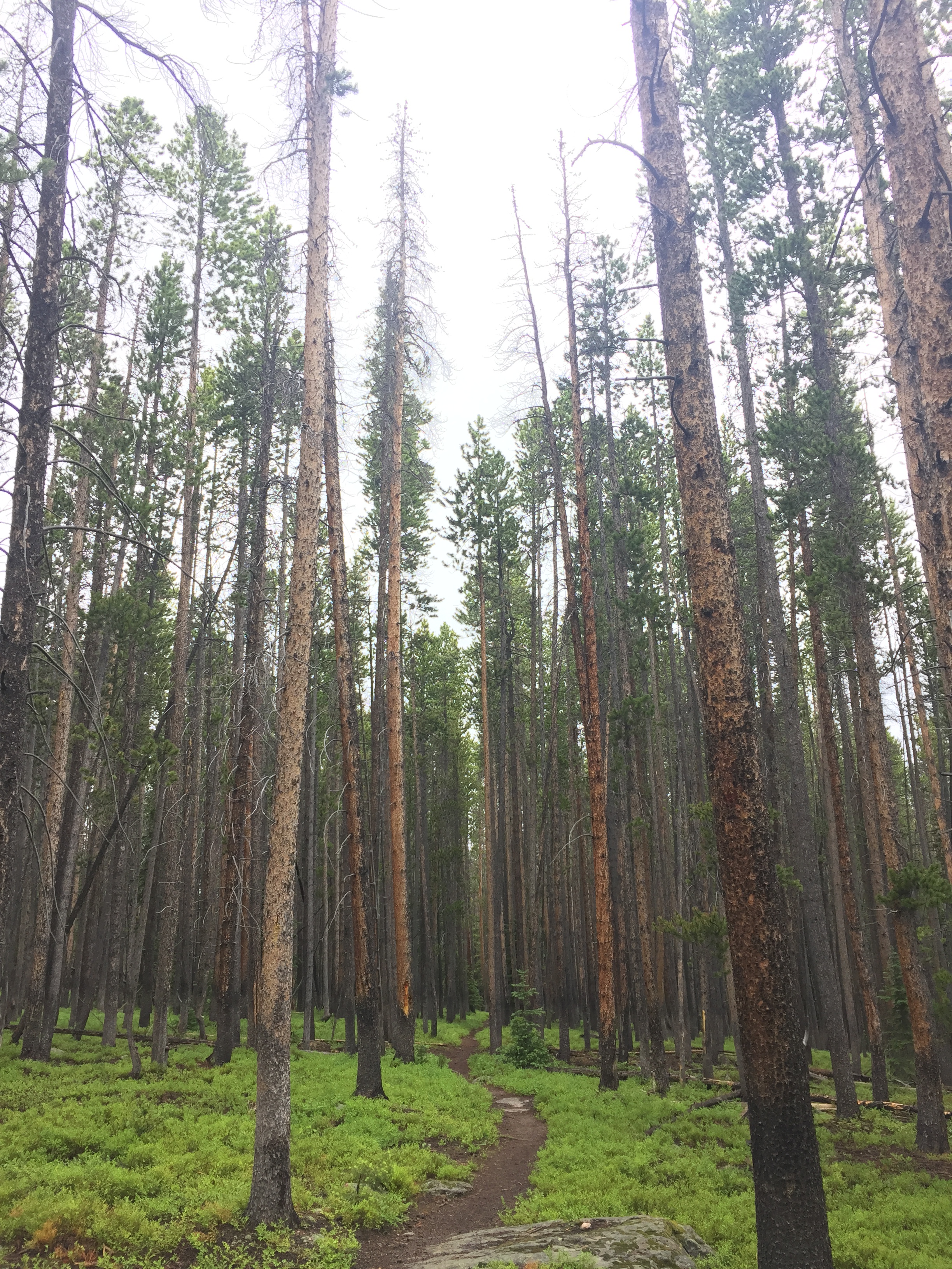 A narrow dirt path winding through a dense pine forest