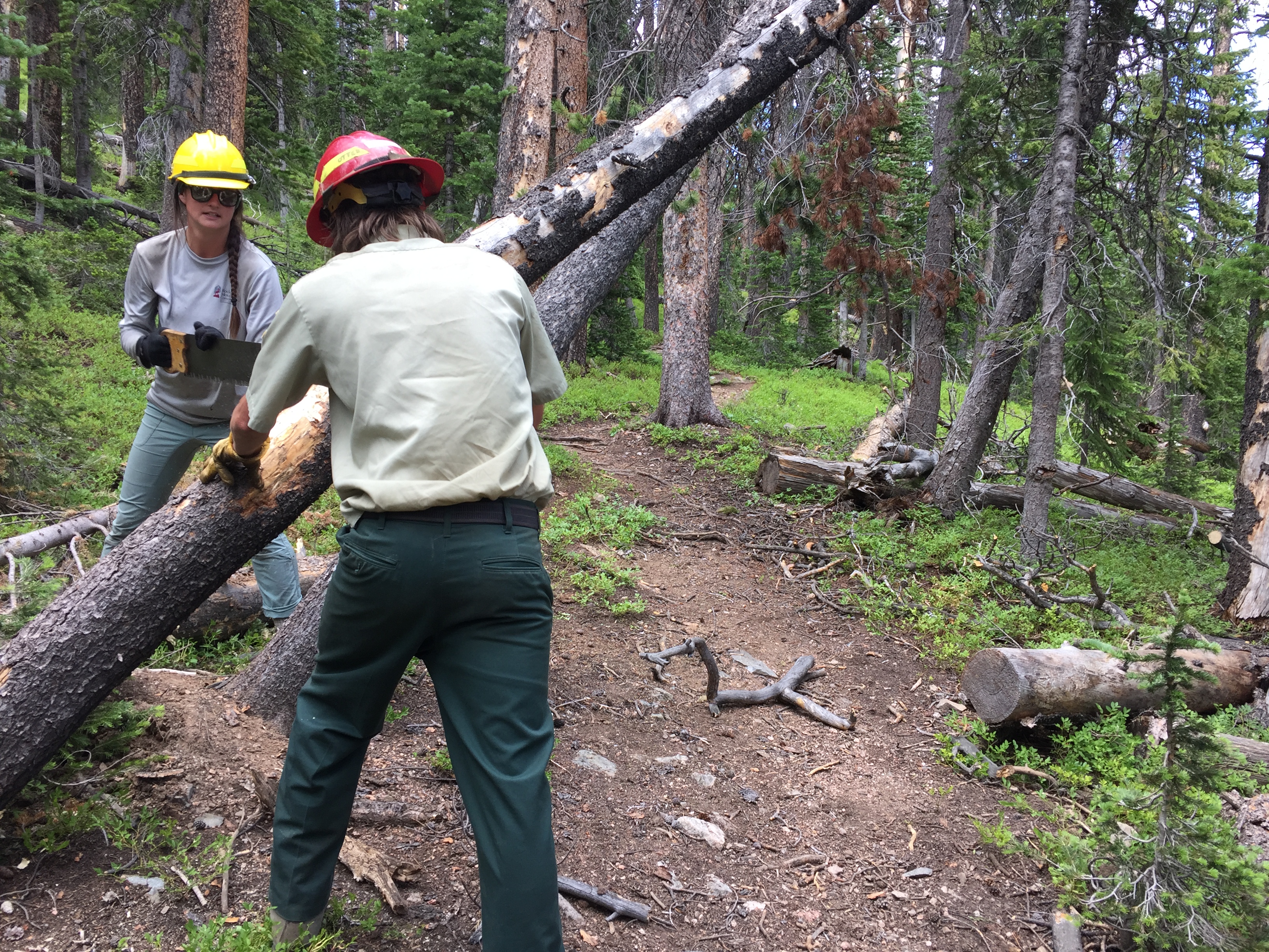 Two forest workers cutting a fallen log