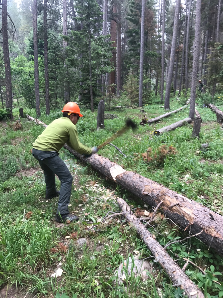 A person in a green shirt and orange helmet uses an axe to chop a fallen tree in a dense forest.