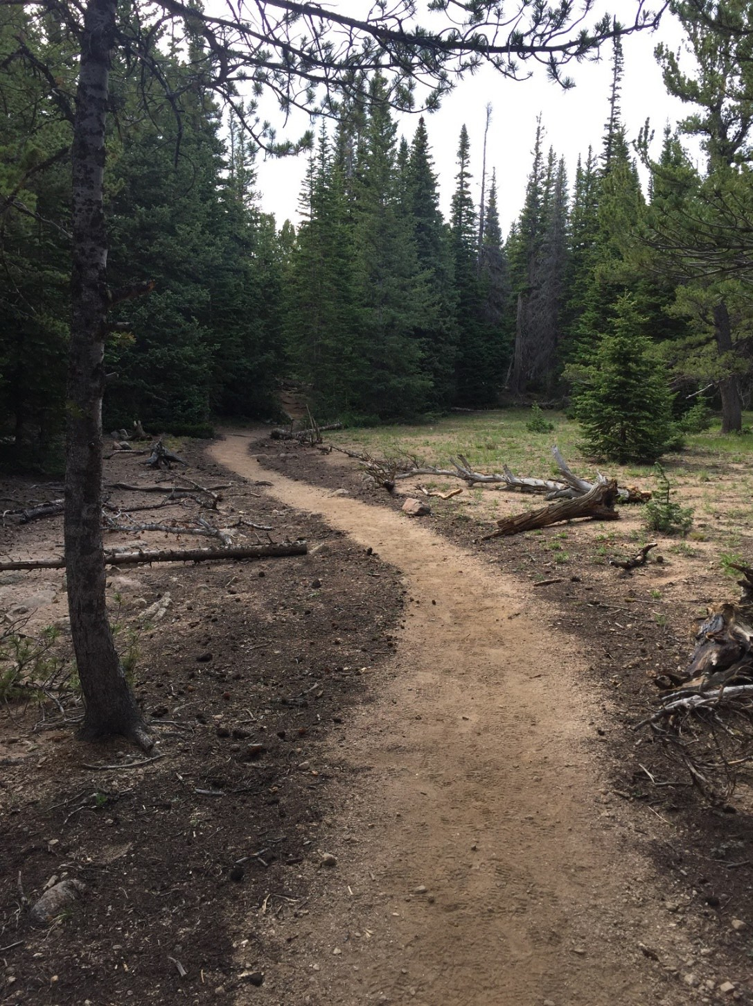 A winding dirt trail through a dense pine forest with scattered fallen logs