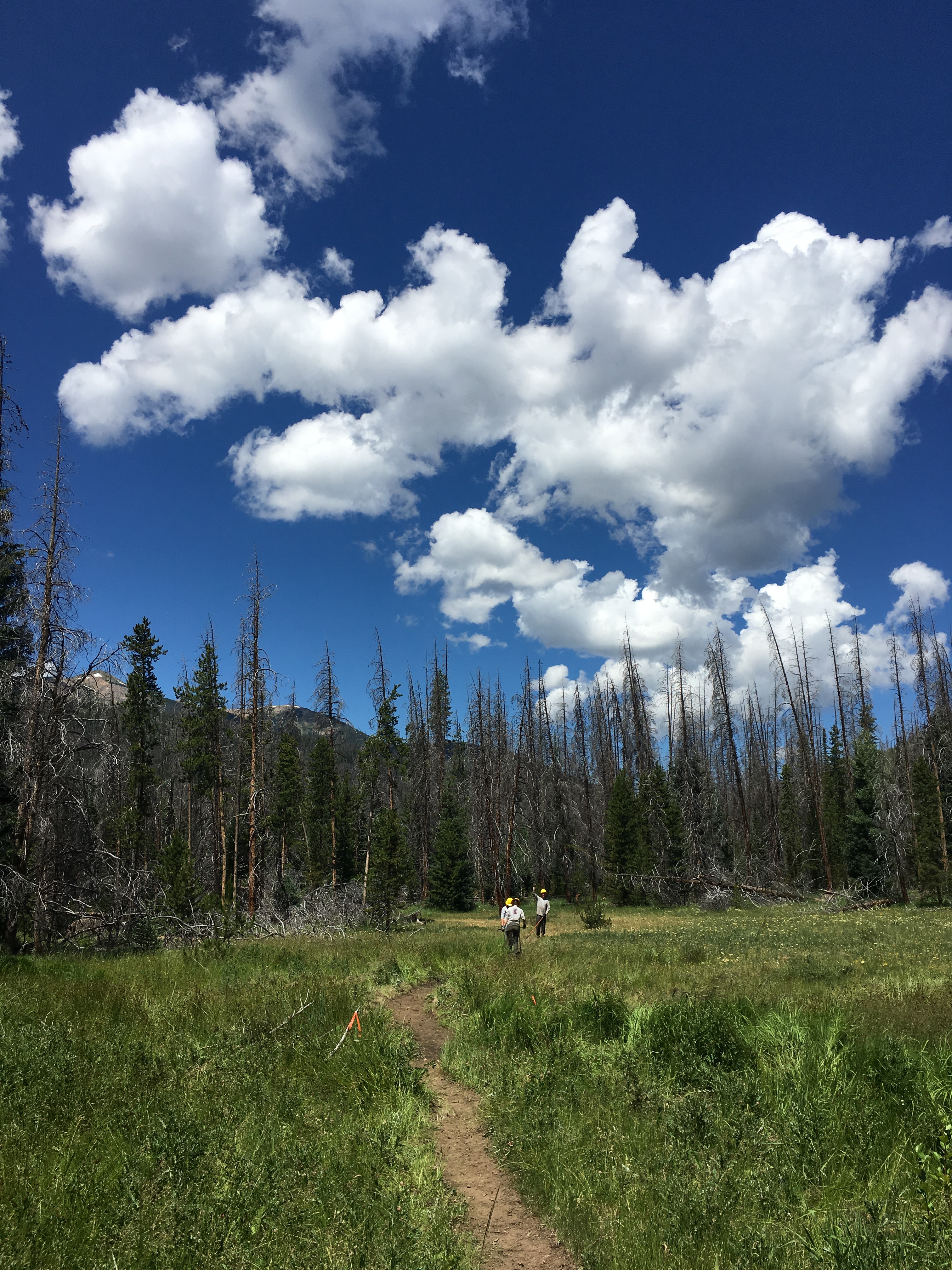 Hikers on a trail through a lush meadow