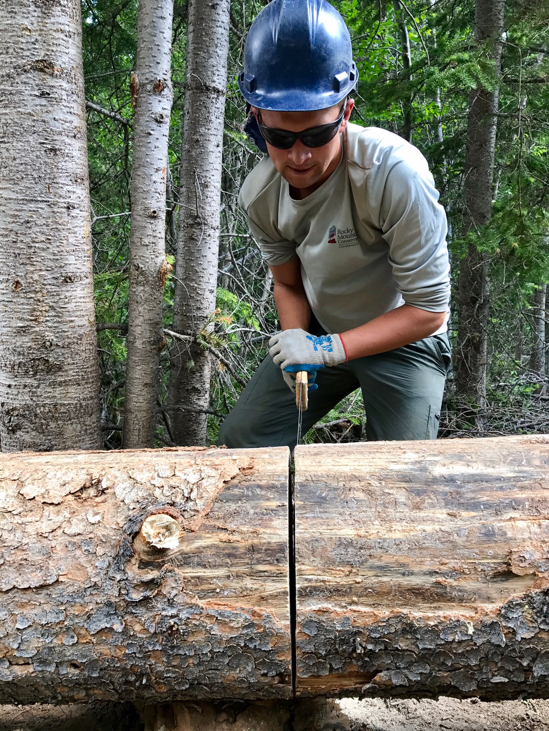 A worker wearing a helmet uses a measuring tool on a large log in a forested area.